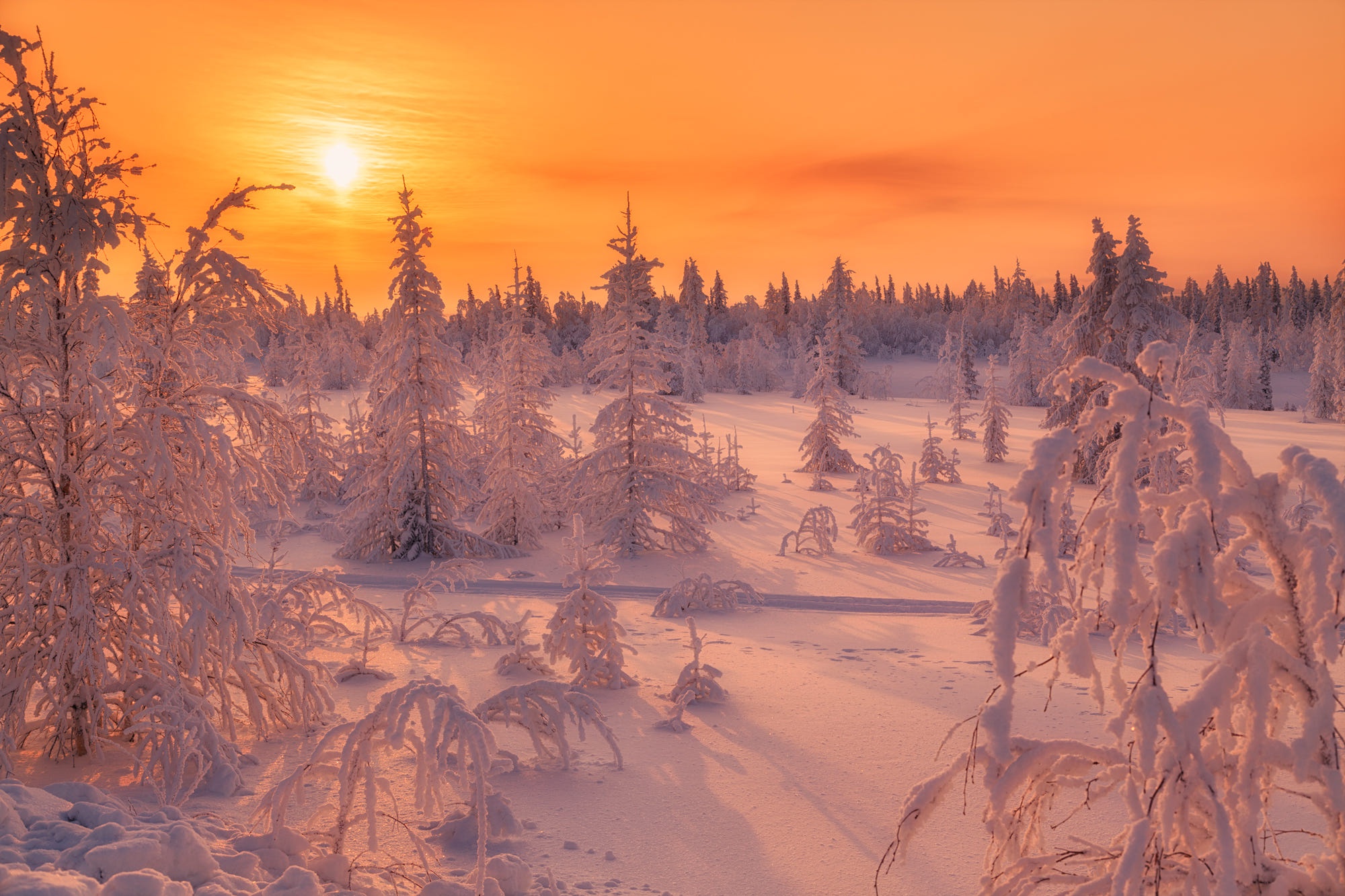 Download mobile wallpaper Winter, Sunset, Sky, Sun, Snow, Forest, Earth, Frost for free.