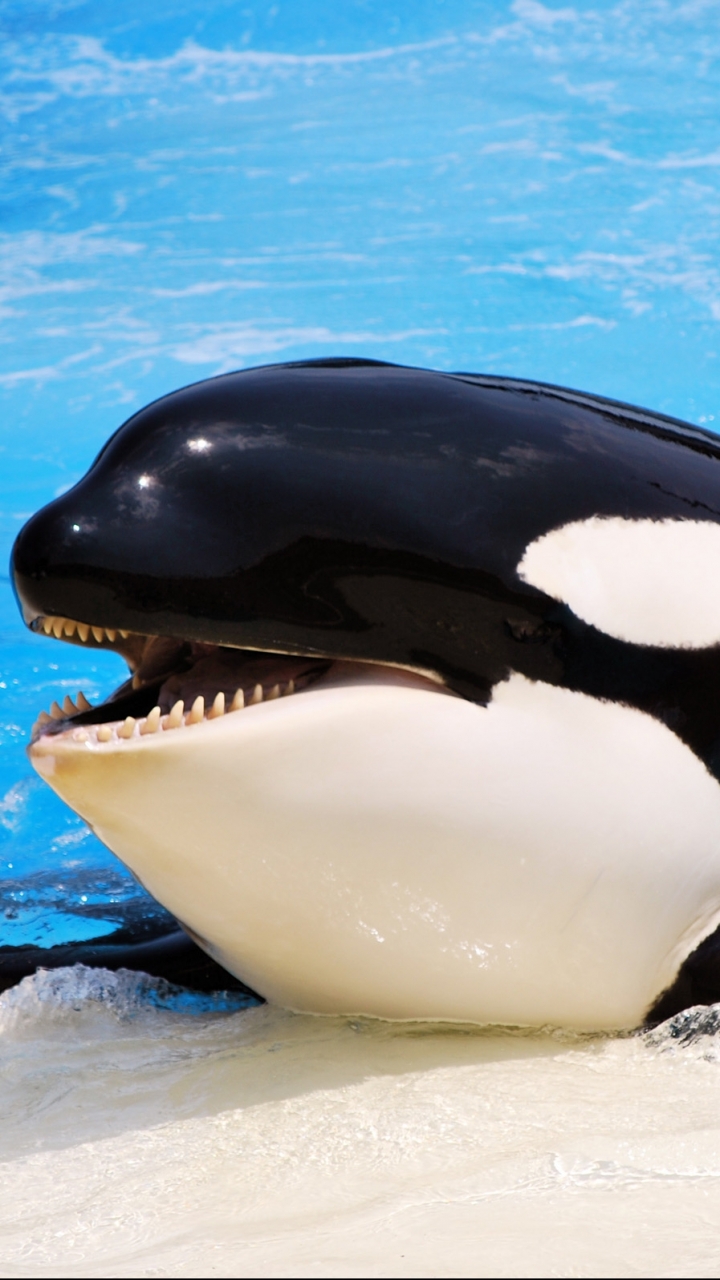Download mobile wallpaper Animal, Orca for free.