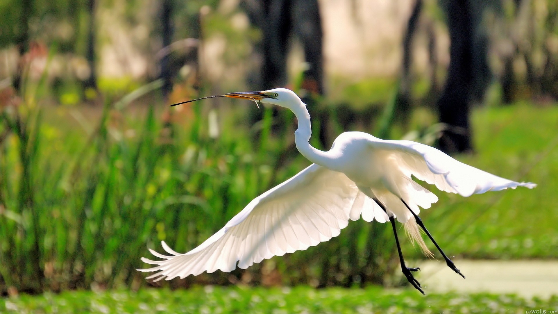 Free download wallpaper Bird, Birds, Animal on your PC desktop