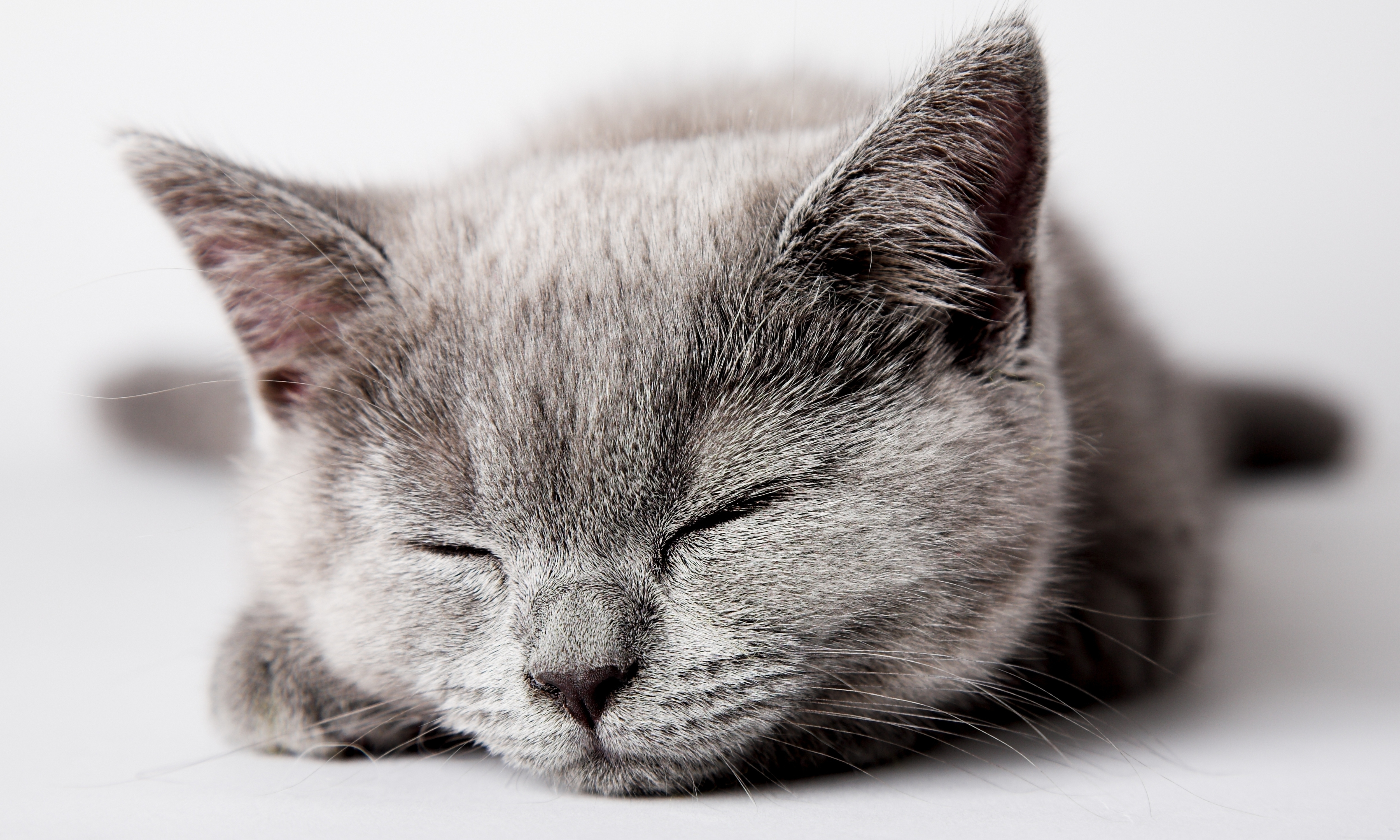 PCデスクトップに銃口, 睡眠, 夢, 動物, キティ, 子猫画像を無料でダウンロード