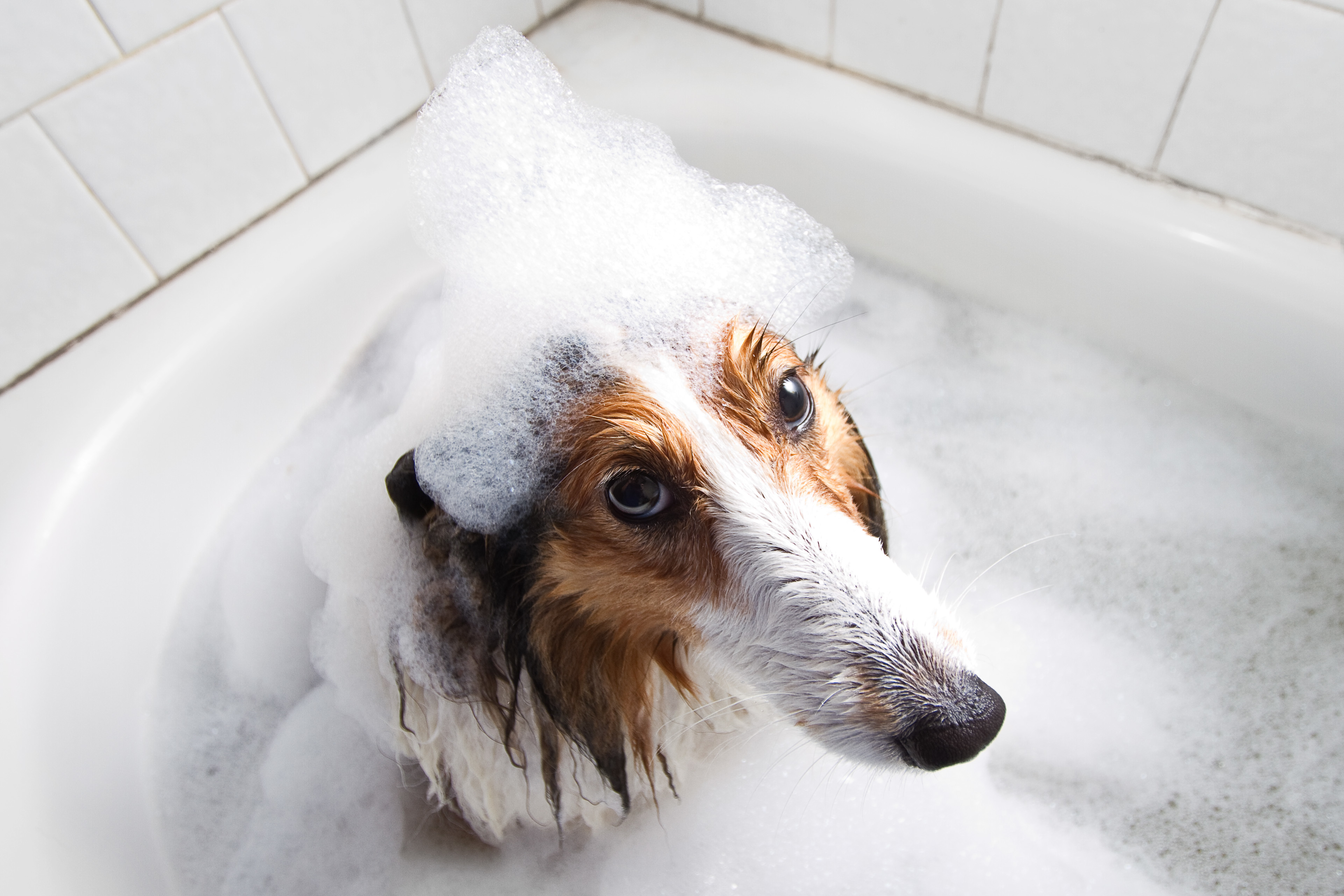 animal, shetland sheepdog, bathtub, dog, dogs