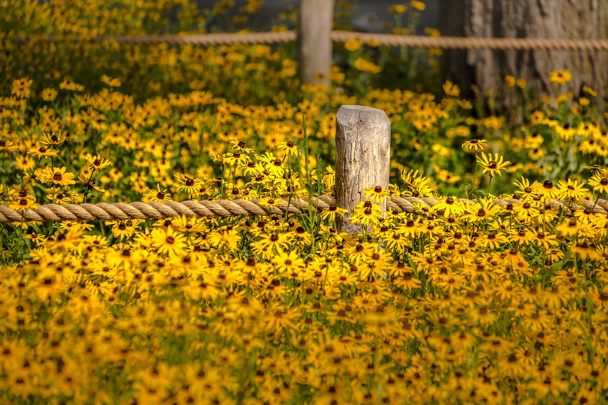 Téléchargez gratuitement l'image Fleurs, Fleur, Champ, Fleur Jaune, La Nature, Terre/nature, Profondeur De Champ sur le bureau de votre PC