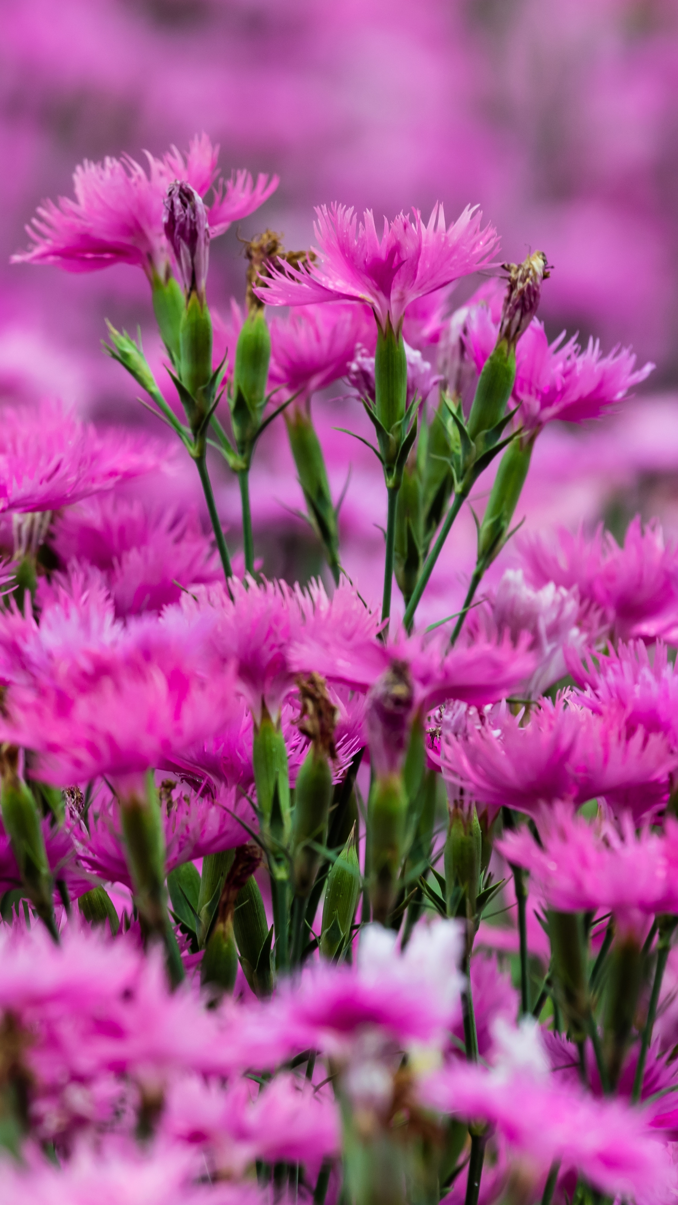 無料モバイル壁紙自然, フラワーズ, カーネーション, 花, 地球, ぼかし, ピンクの花をダウンロードします。