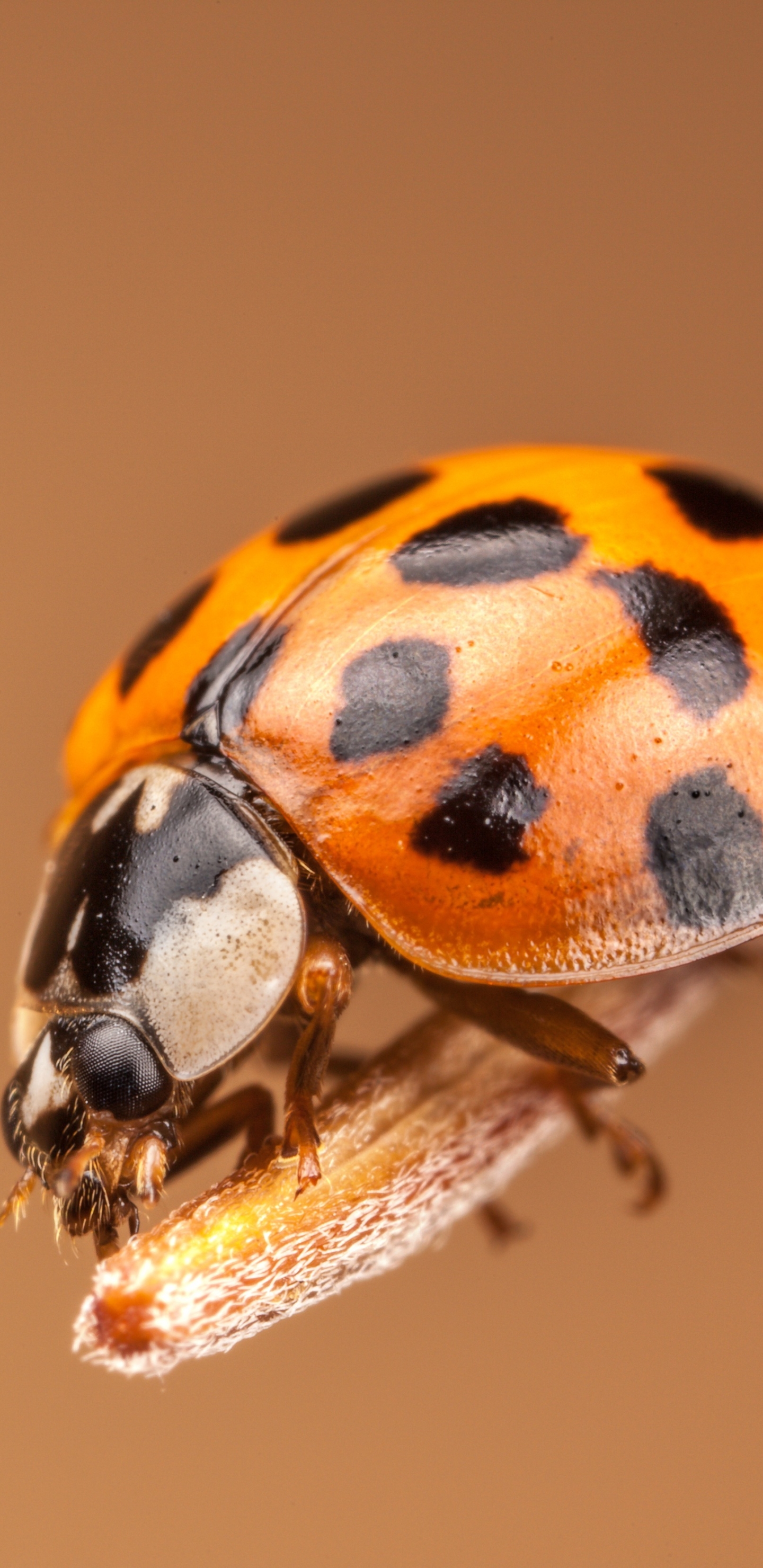 Download mobile wallpaper Macro, Insect, Animal, Ladybug for free.