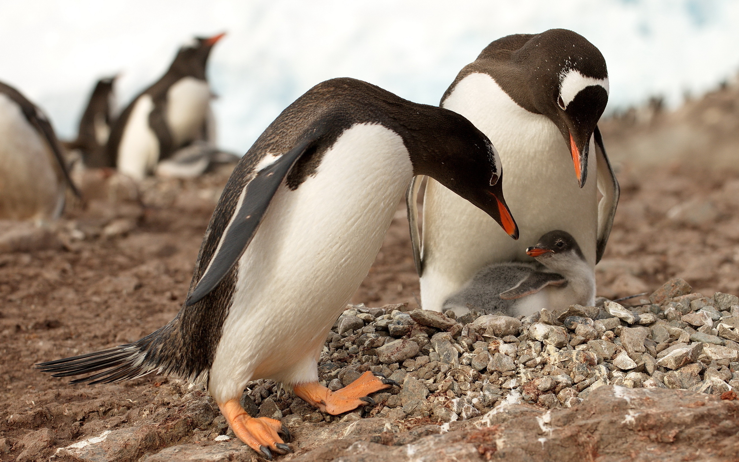 pinguins, animals, birds, orange