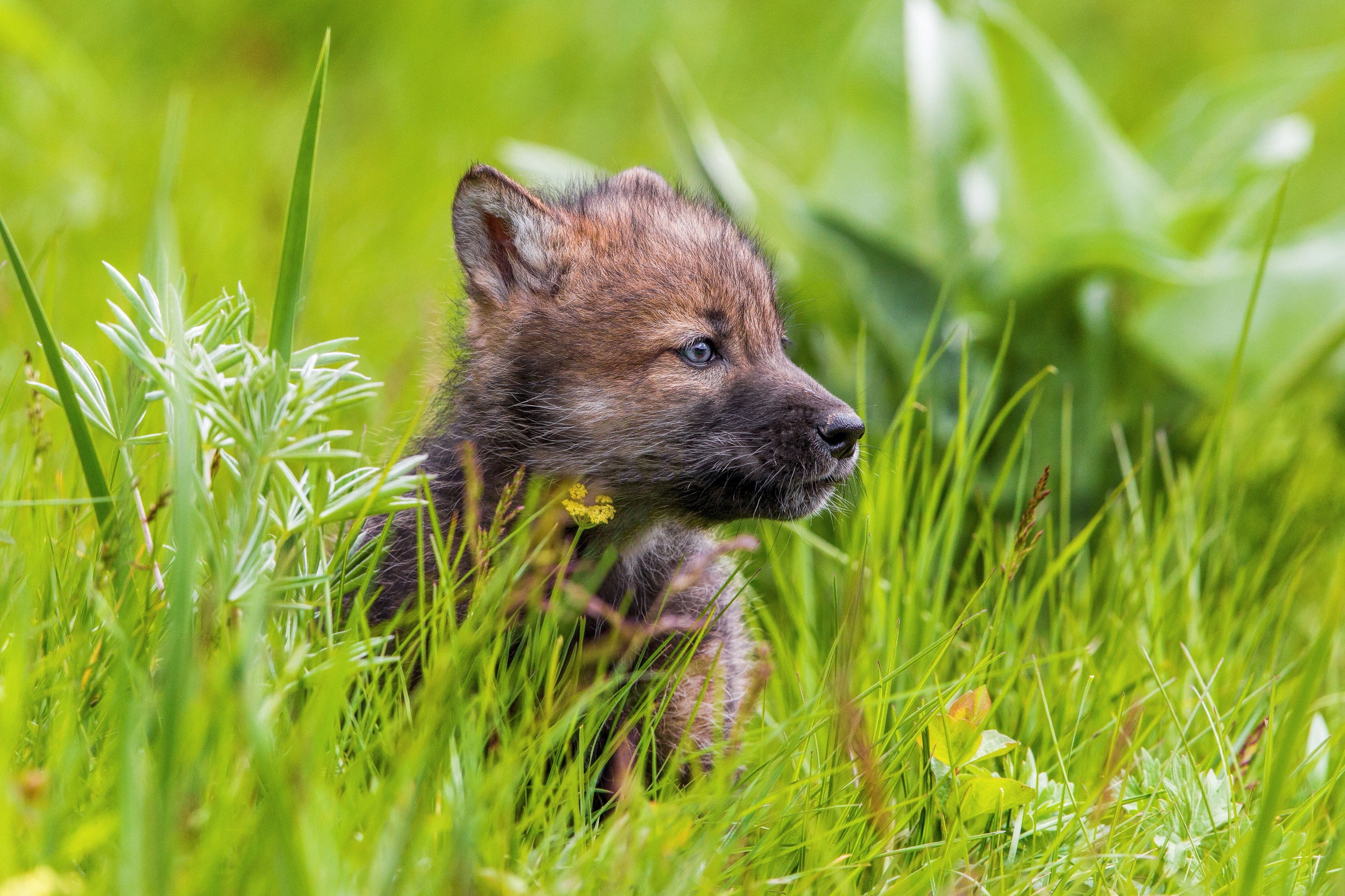 Download mobile wallpaper Grass, Wolf, Animal, Baby Animal, Cub, Wolves for free.