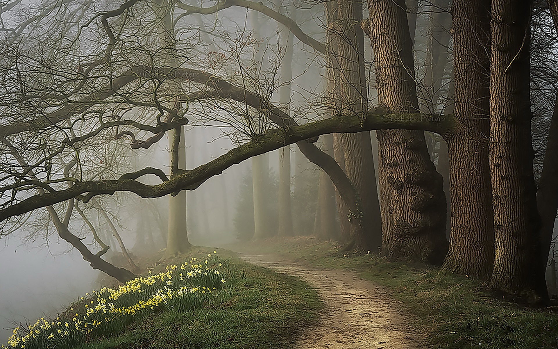 Handy-Wallpaper Wald, Baum, Nebel, Pfad, Frühling, Erde/natur kostenlos herunterladen.