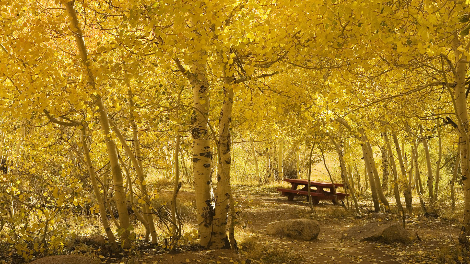 無料モバイル壁紙自然, 秋, 葉, 写真撮影, シーズンをダウンロードします。