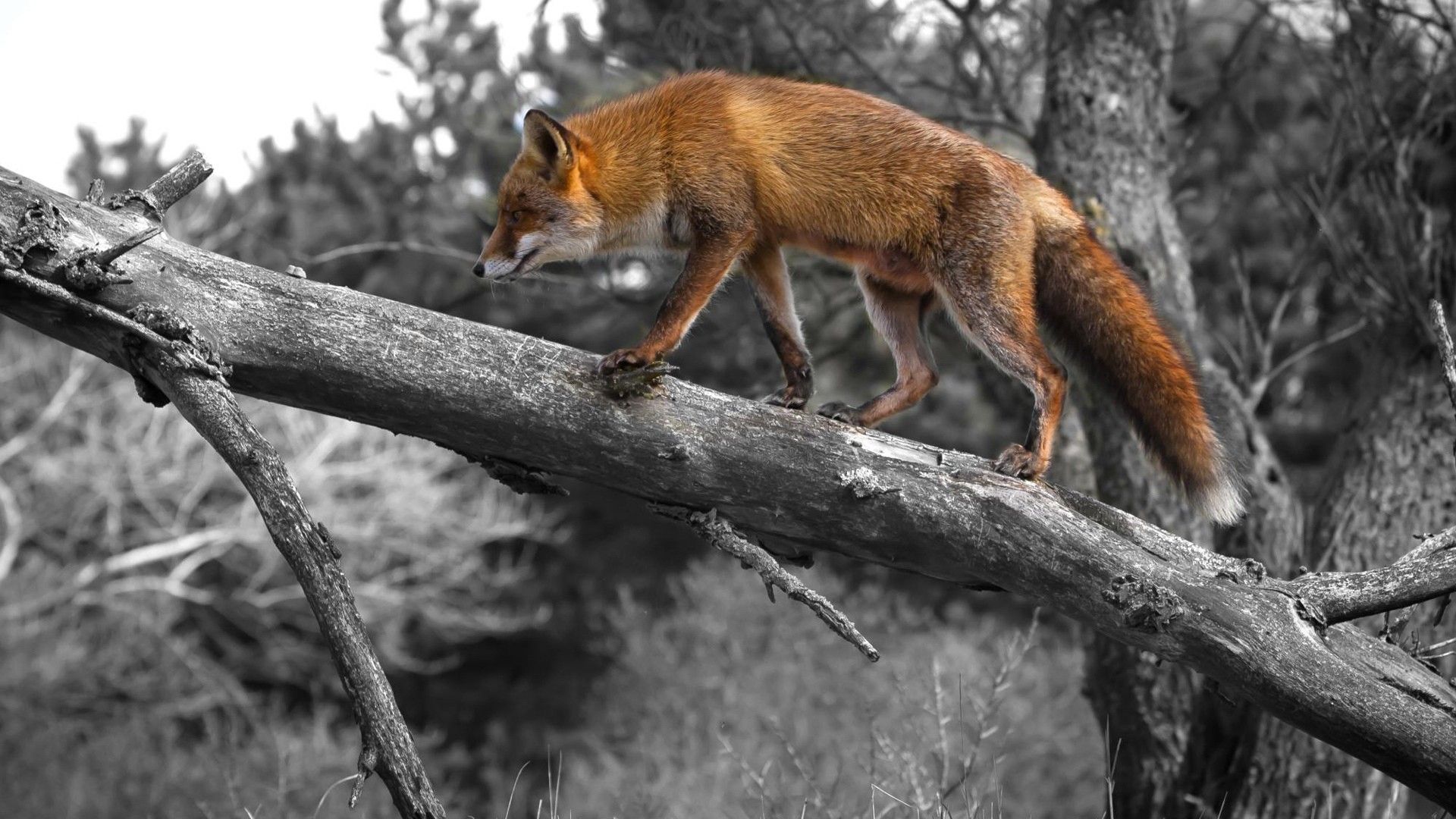 fox, animal