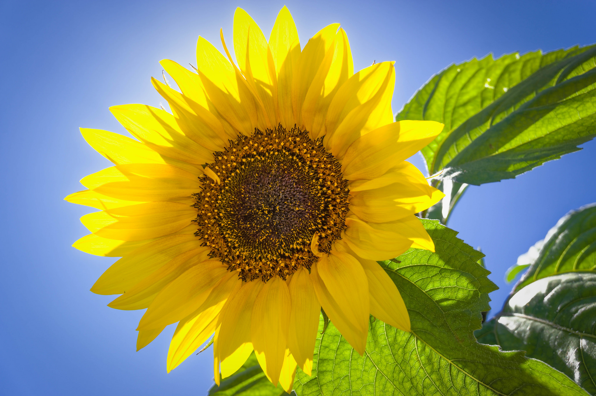 Download mobile wallpaper Nature, Flowers, Flower, Earth, Sunflower, Sunny, Yellow Flower for free.