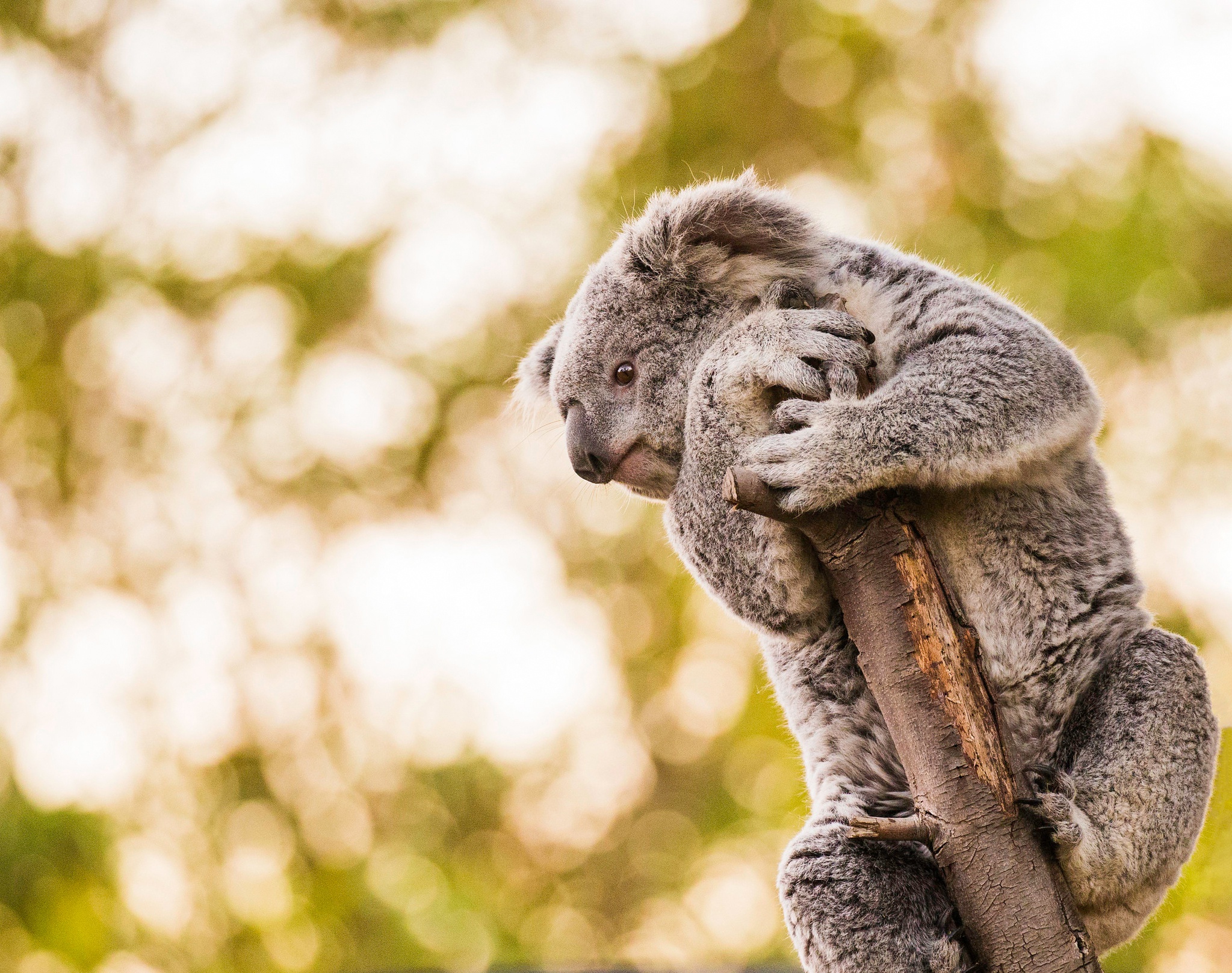 Laden Sie das Tiere, Bokeh, Koala-Bild kostenlos auf Ihren PC-Desktop herunter
