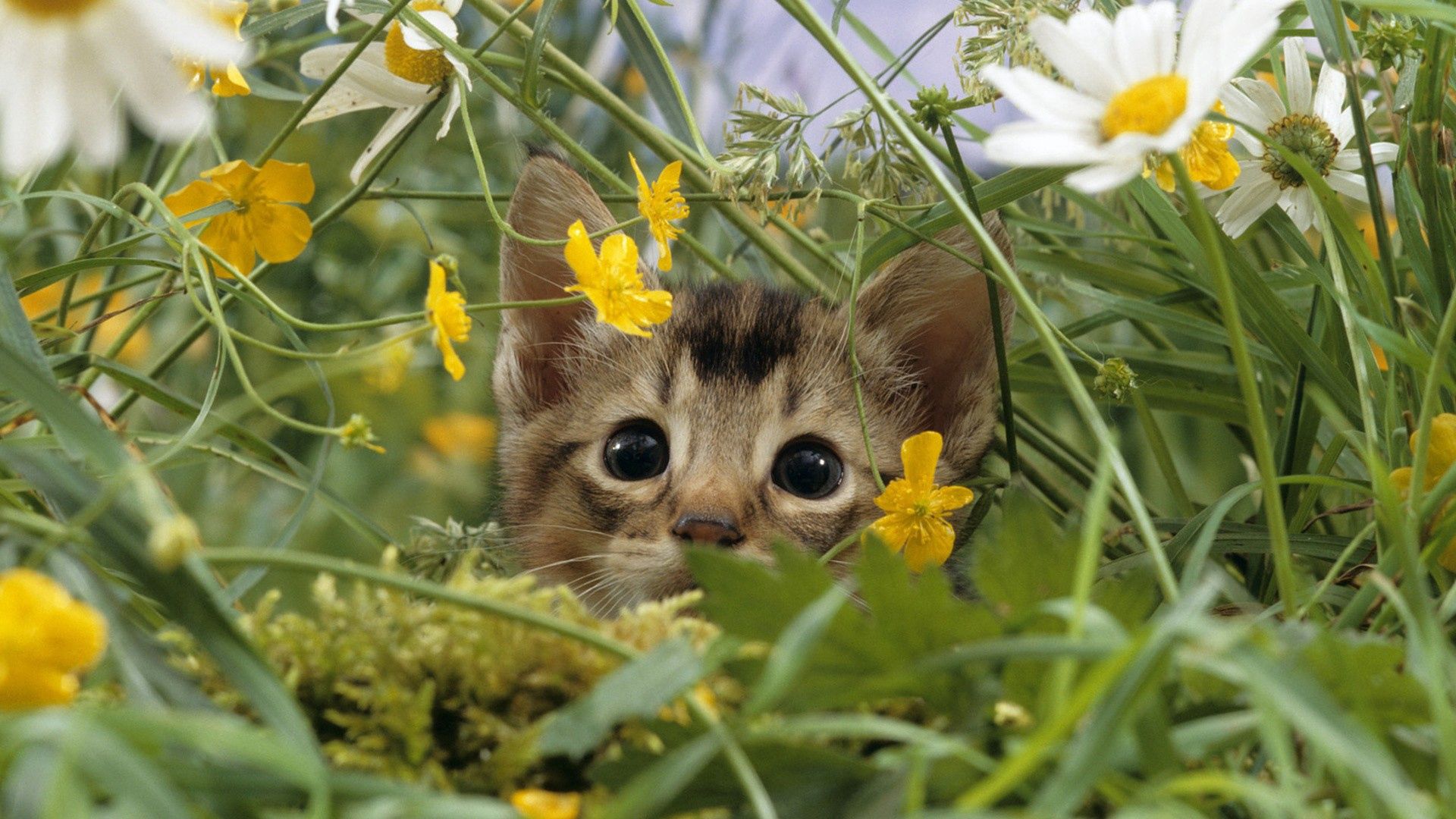 Download mobile wallpaper Grass, Kitty, Muzzle, Animals, Flowers, Kitten for free.