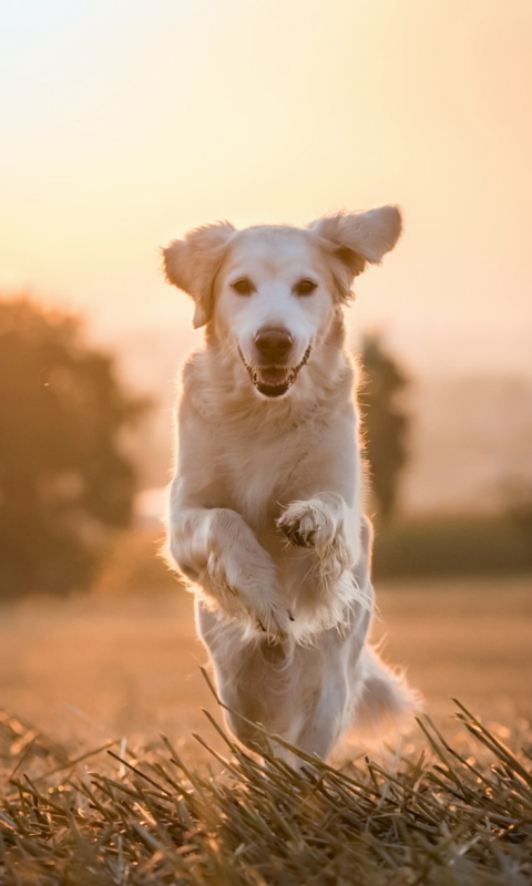 無料モバイル壁紙動物, 犬, ゴールデンレトリバーをダウンロードします。