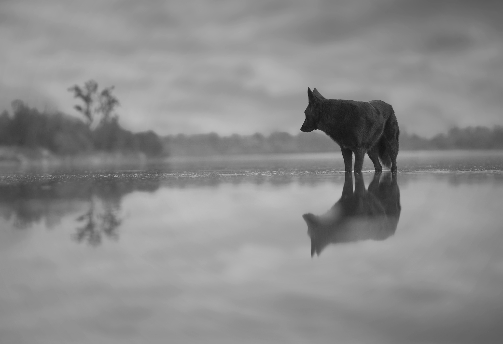 Download mobile wallpaper Dogs, Water, Reflection, Dog, Animal, Black & White for free.