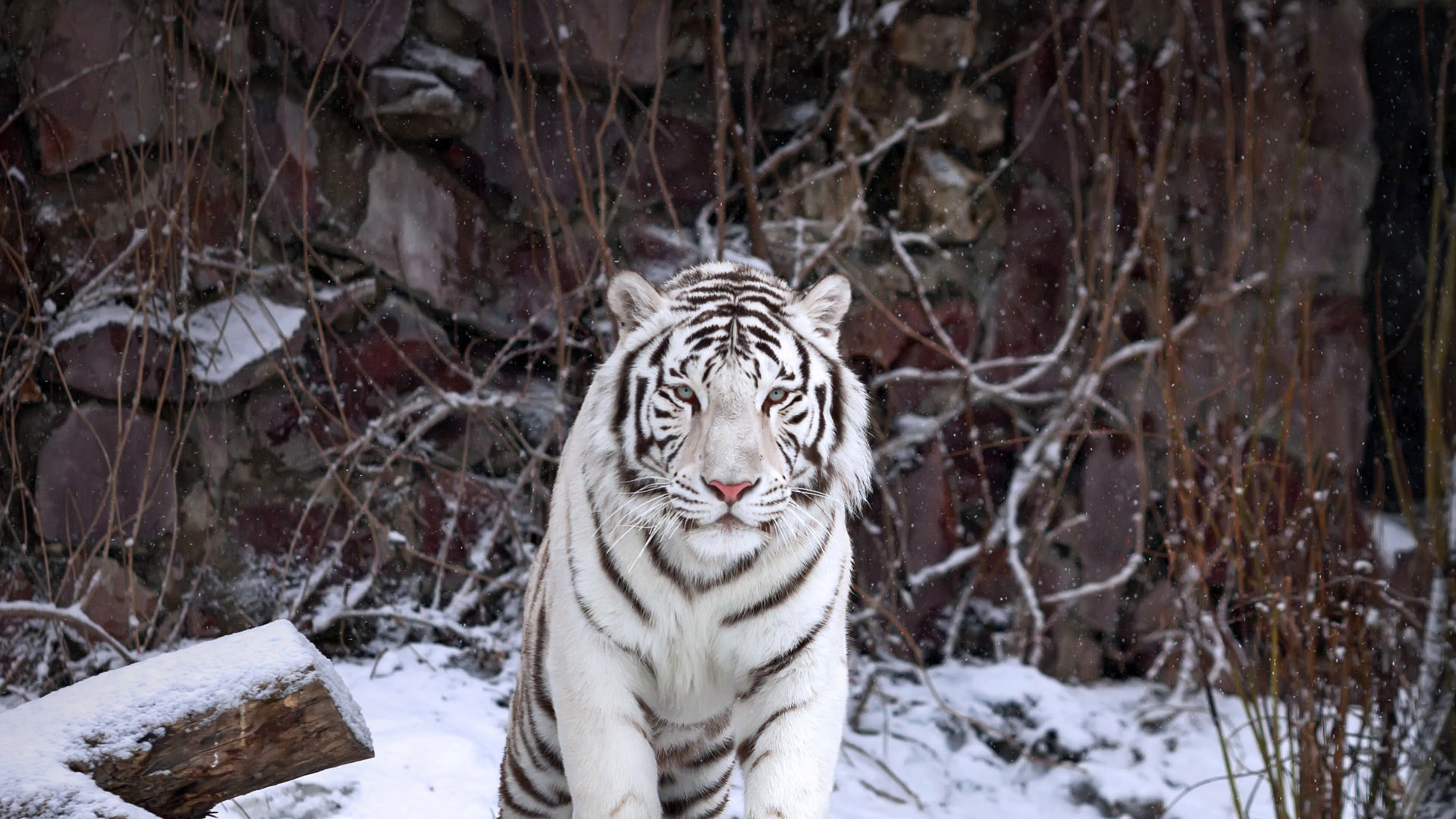 Скачать обои бесплатно Животные, Белый Тигр, Кошки картинка на рабочий стол ПК