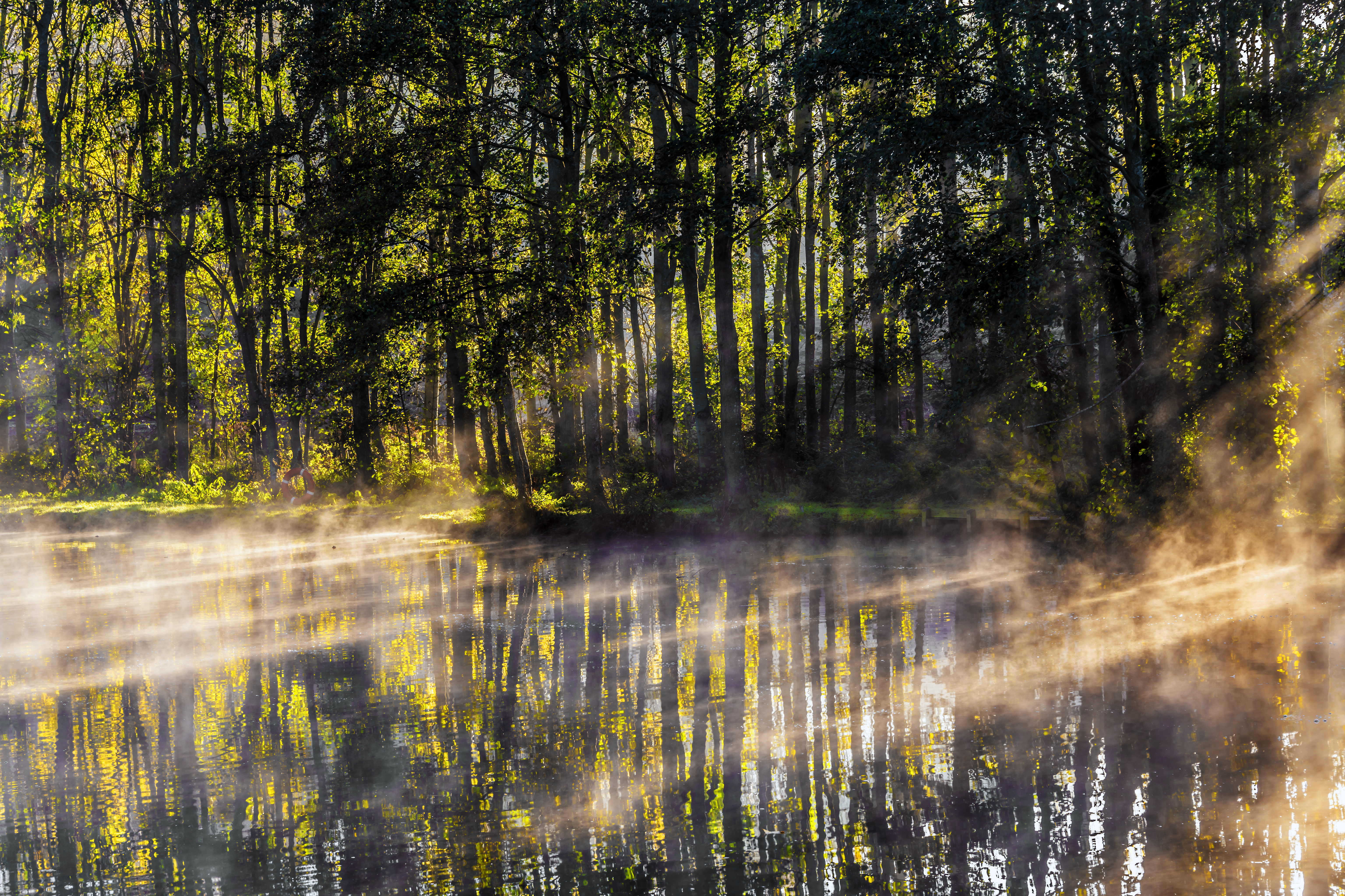 119512 скачать обои туман, утро, природа, деревья, озеро, свет, лучи - заставки и картинки бесплатно