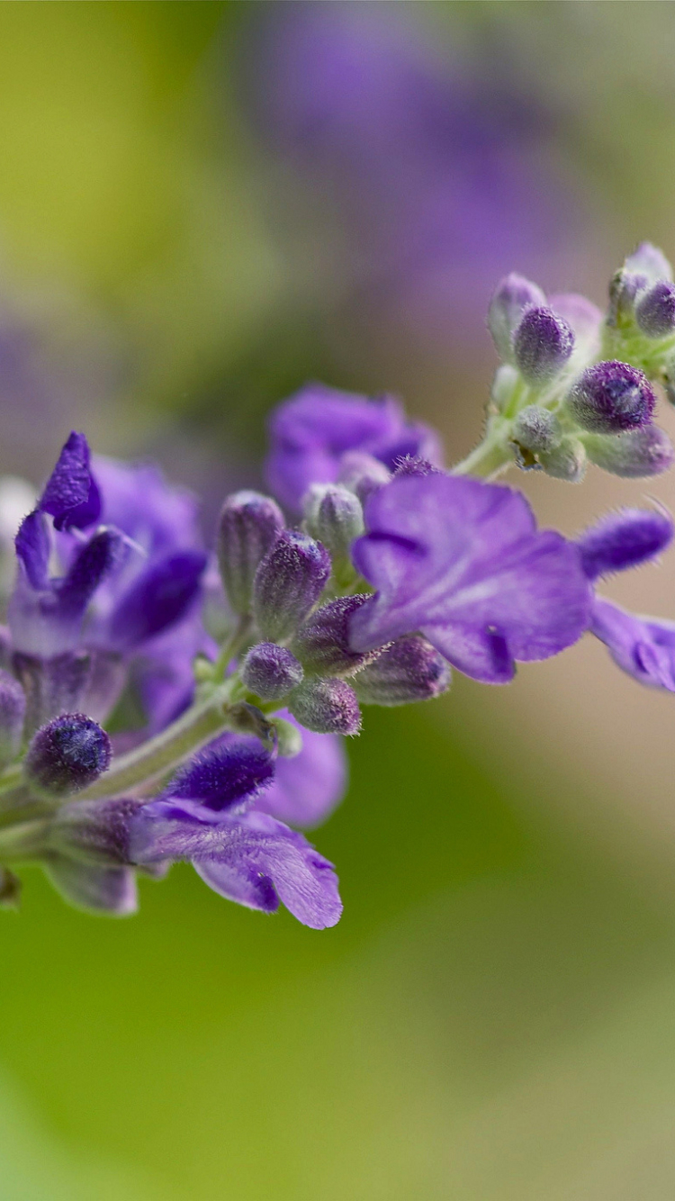 Handy-Wallpaper Natur, Blumen, Blume, Verwischen, Lila Blume, Erde/natur kostenlos herunterladen.