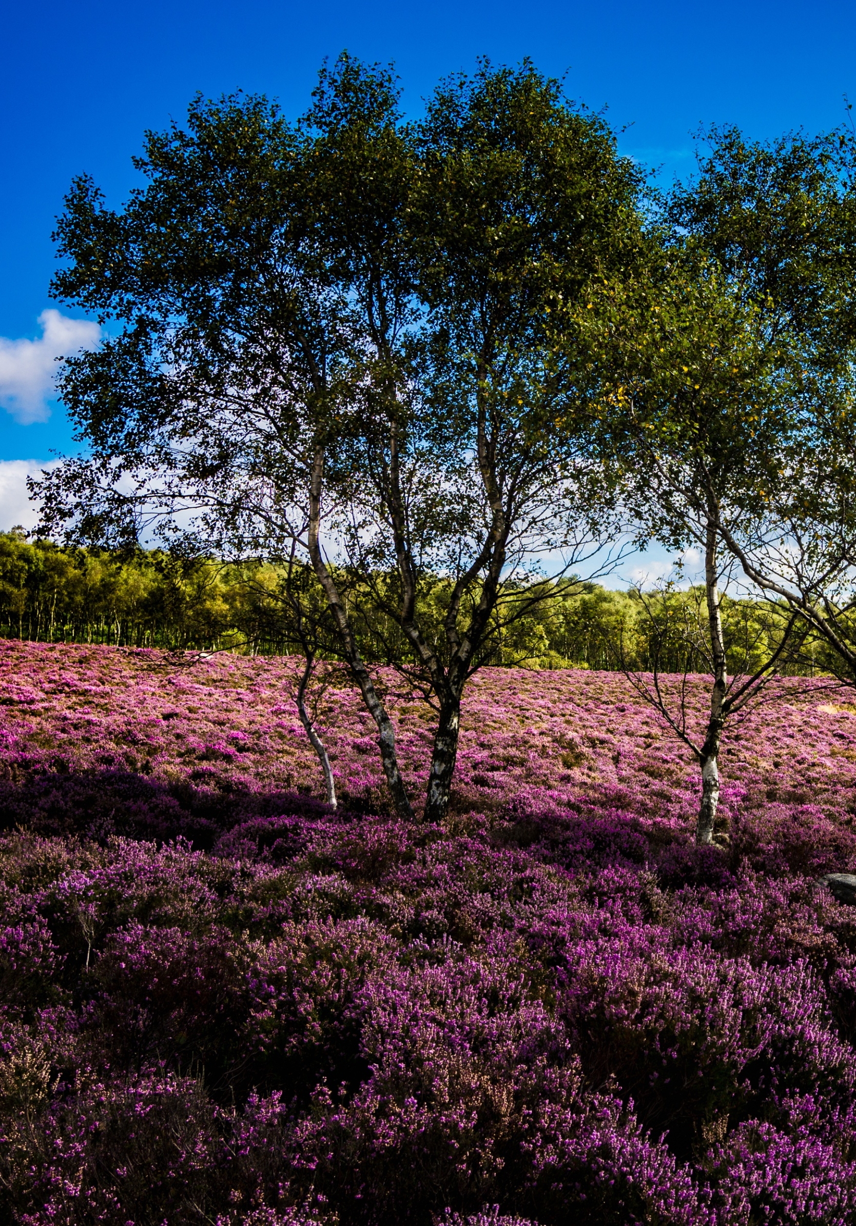 Descarga gratuita de fondo de pantalla para móvil de Paisaje, Naturaleza, Verano, Flor, Árbol, Flor Purpura, Tierra/naturaleza, El Verano.