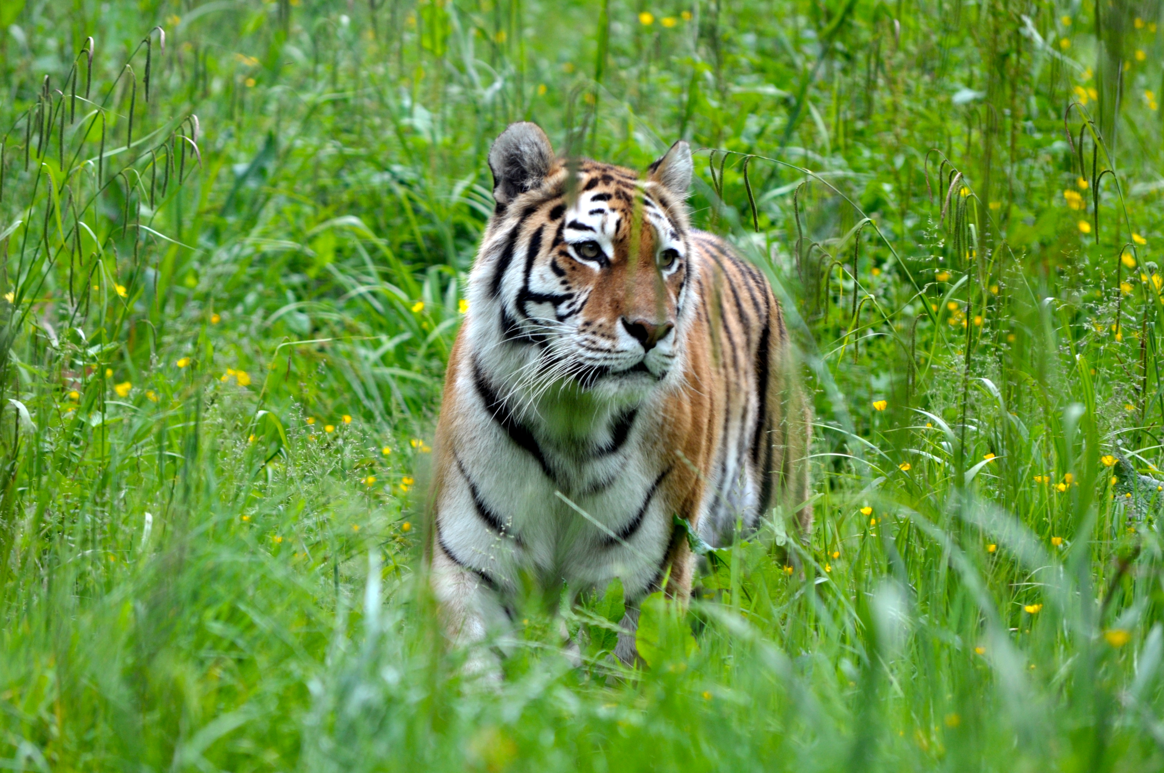 139500 Bild herunterladen tiere, grass, raubtier, predator, große katze, big cat, tiger - Hintergrundbilder und Bildschirmschoner kostenlos