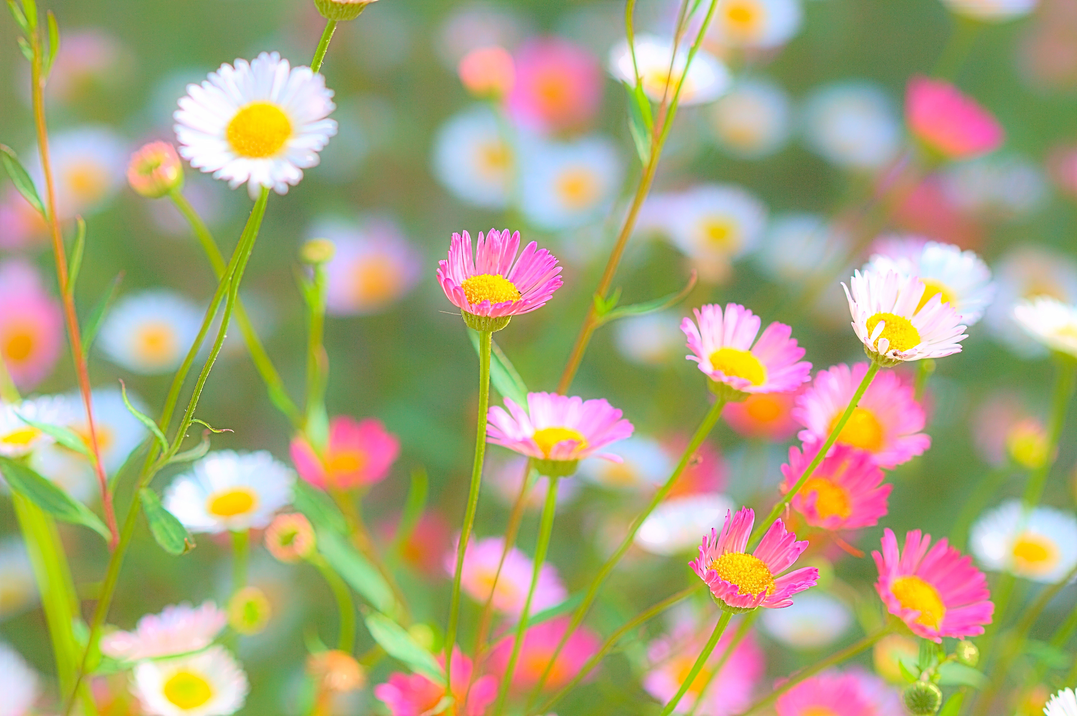 Download mobile wallpaper Nature, Flowers, Flower, Earth, White Flower, Pink Flower for free.