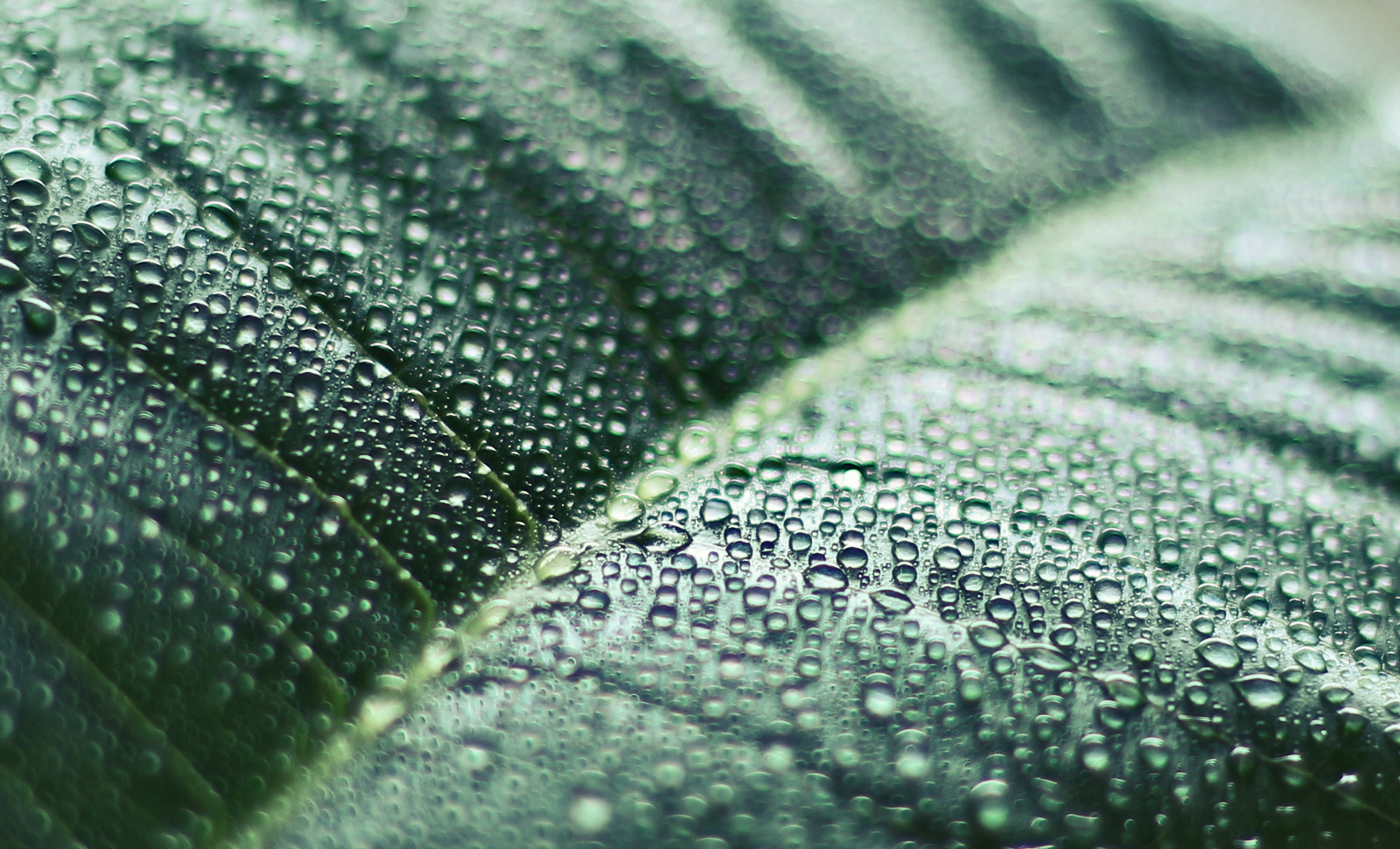 Download mobile wallpaper Nature, Macro, Leaf, Earth, Dew, Water Drop for free.