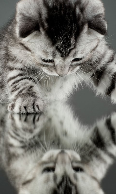 無料モバイル壁紙動物, 反射, ネコ, 猫, 子猫, 可愛いをダウンロードします。
