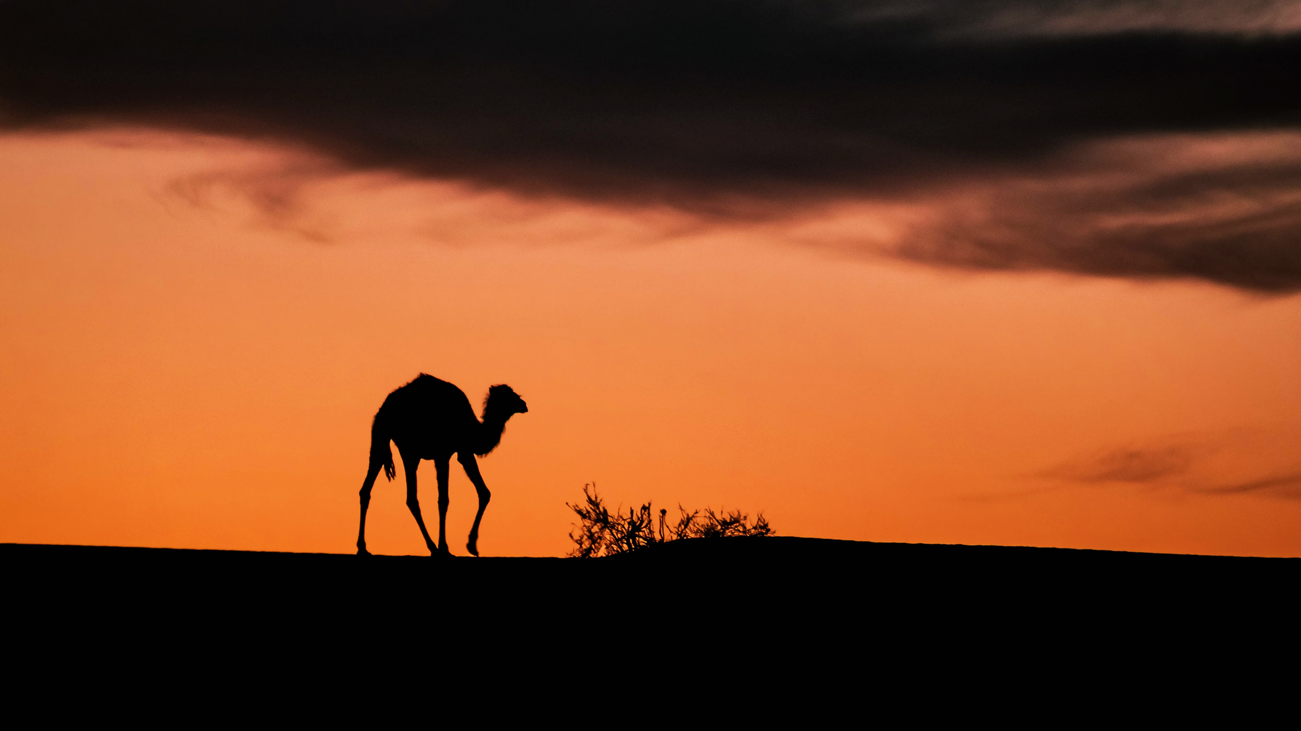 880461 Hintergrundbild herunterladen tiere, kamel, afrika, algerien, steppe, sahara, sonnenuntergang, tassili n’ajjer - Bildschirmschoner und Bilder kostenlos