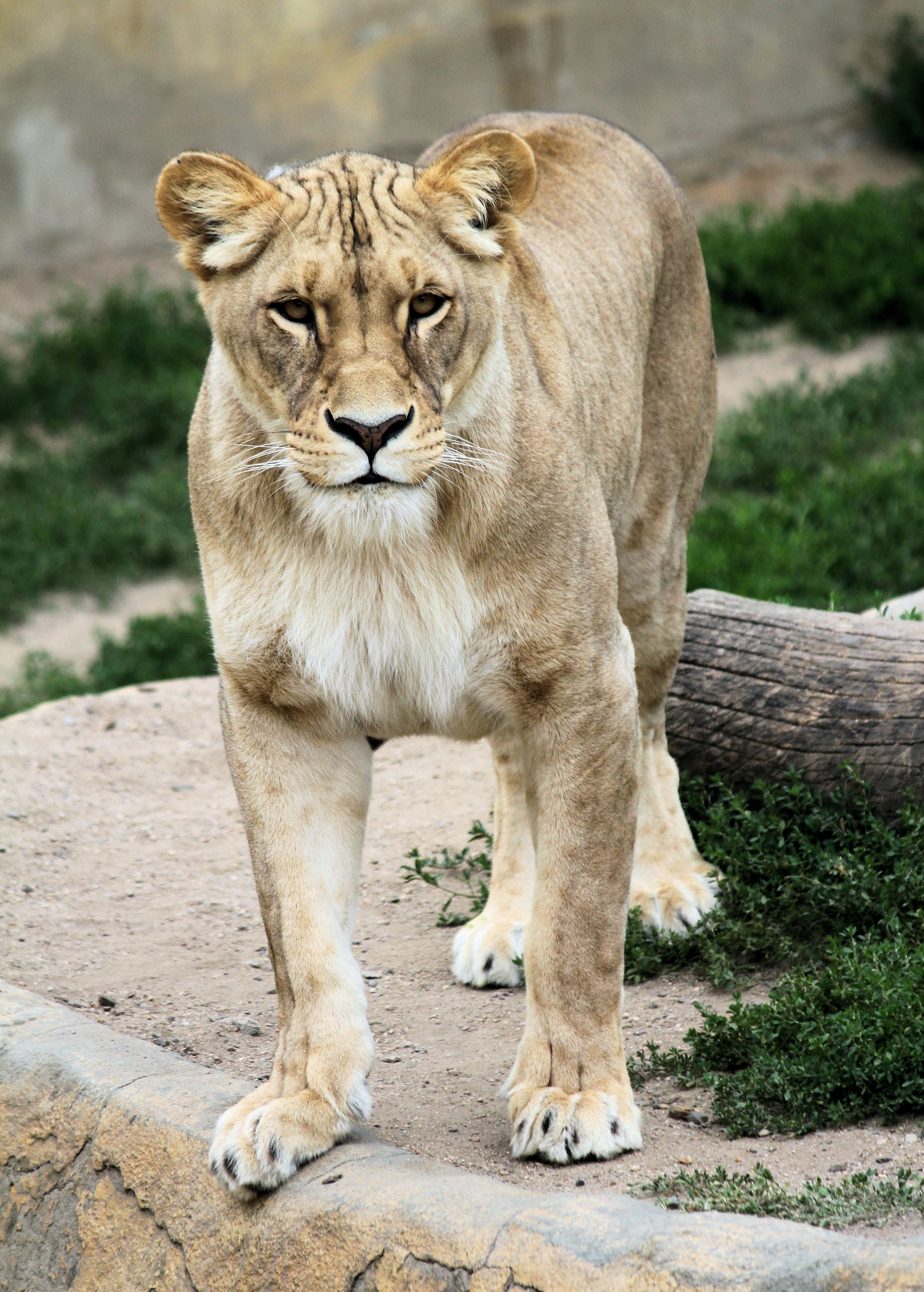 141411 descargar fondo de pantalla leona, animales, depredador, gato grande, animal: protectores de pantalla e imágenes gratis