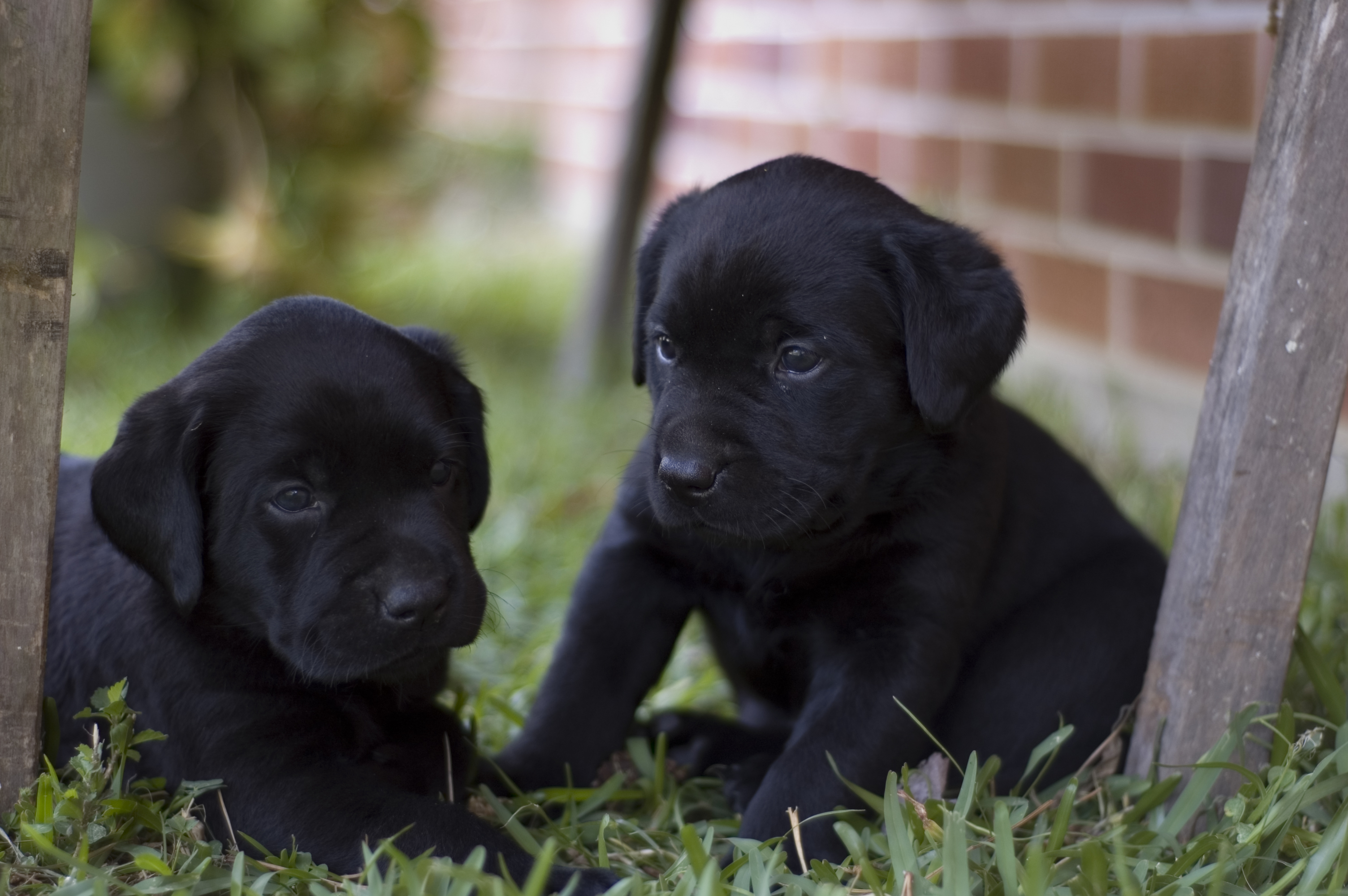 Download mobile wallpaper Dogs, Animal, Puppy, Cute, Labrador Retriever for free.