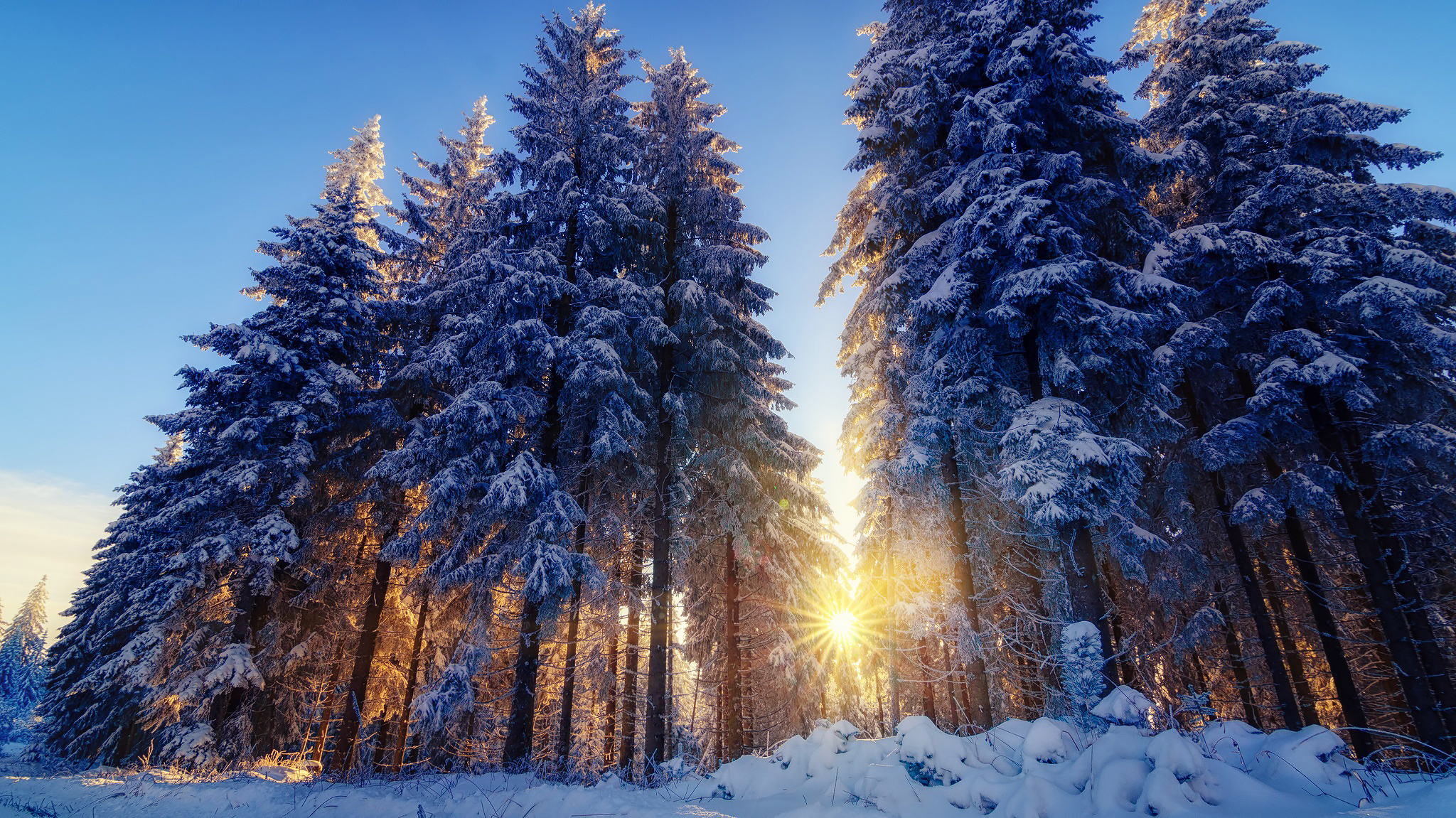 Handy-Wallpaper Winter, Schnee, Wald, Baum, Erde/natur kostenlos herunterladen.