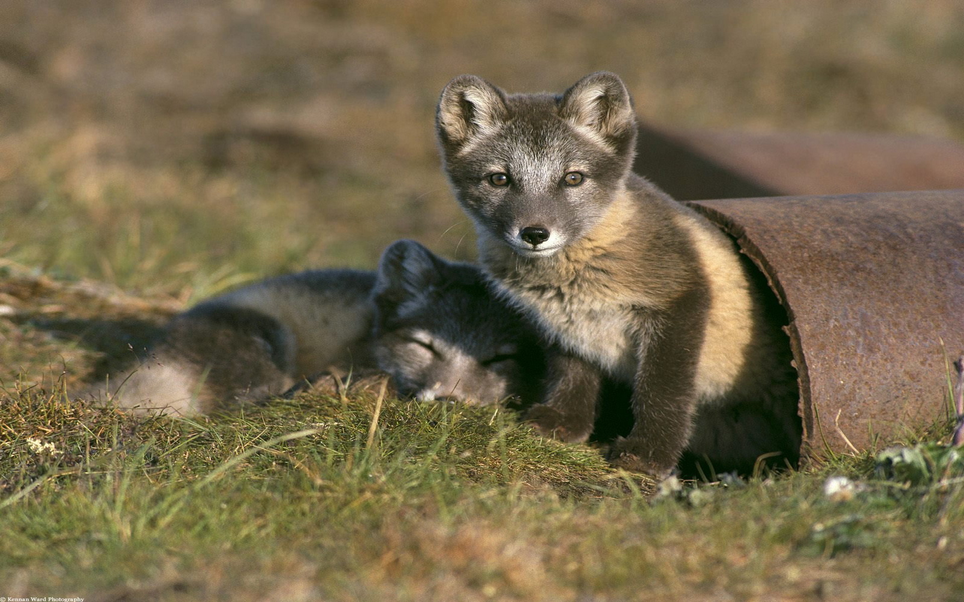 281314 baixar imagens animais, raposa do ártico, raposa, cães - papéis de parede e protetores de tela gratuitamente