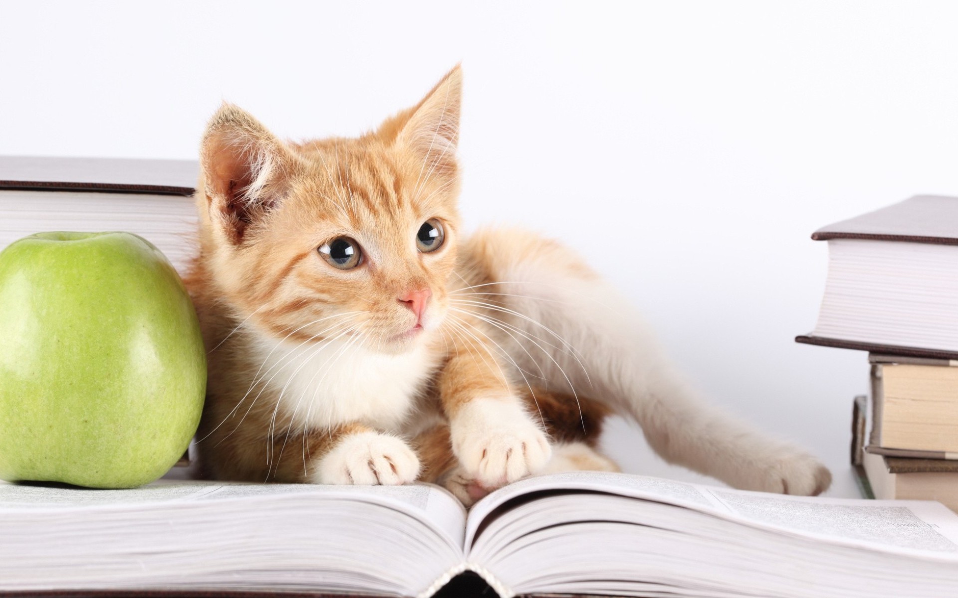 無料モバイル壁紙動物, アップル, ネコ, 子猫, 本をダウンロードします。
