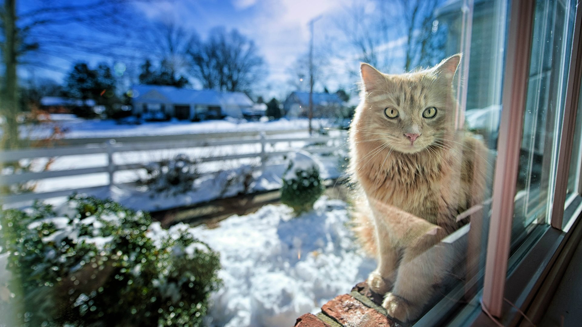 Descarga gratuita de fondo de pantalla para móvil de Animales, Gato.