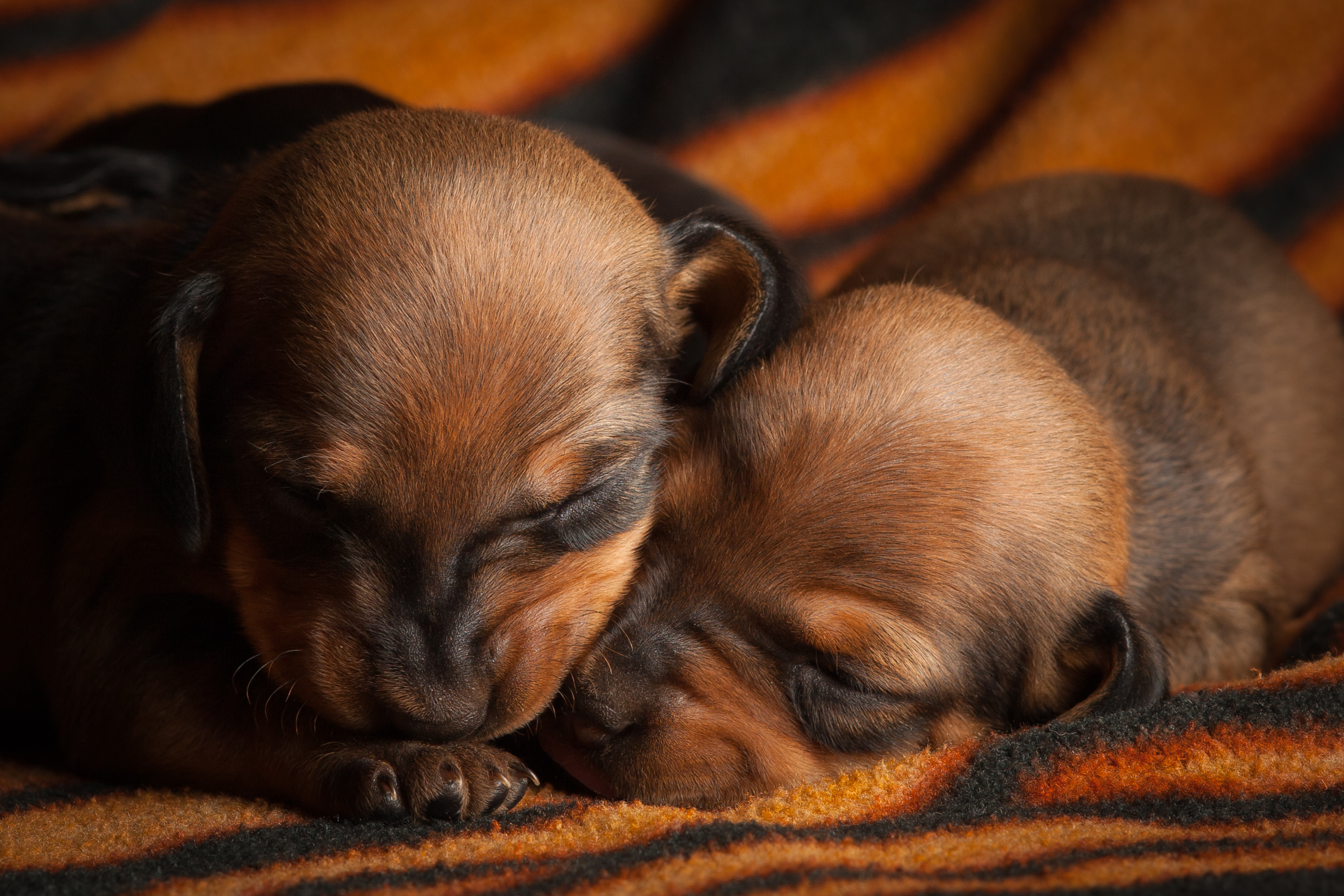 Téléchargez gratuitement l'image Chiens, Chien, Animaux sur le bureau de votre PC