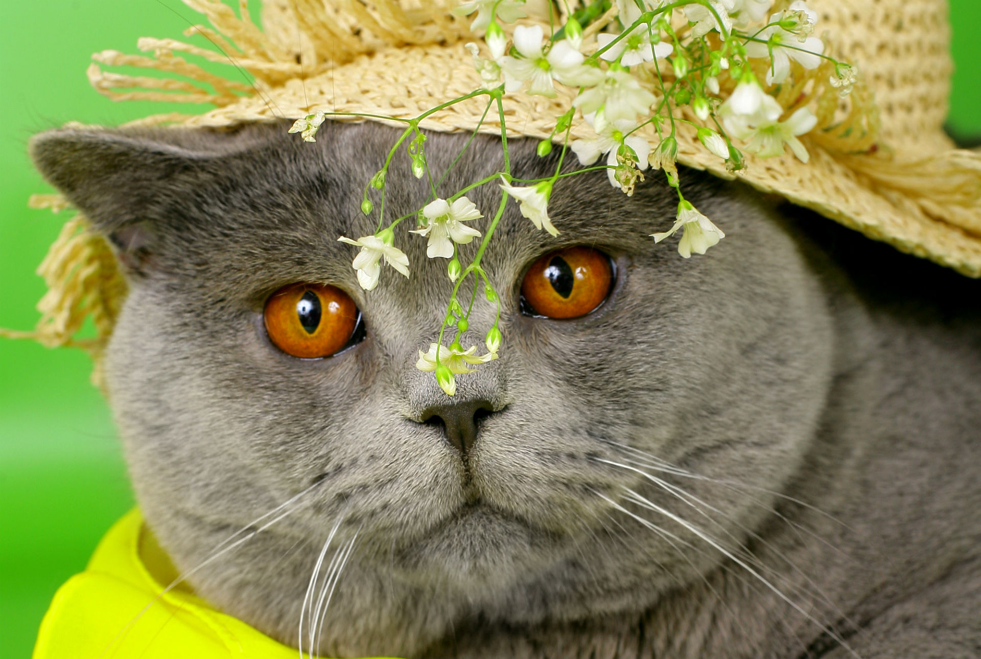 Free download wallpaper Cat, Animal on your PC desktop