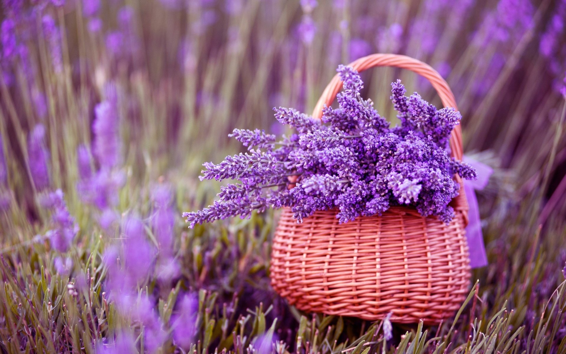 summer, purple flower, earth, lavender, basket, flower, flowers
