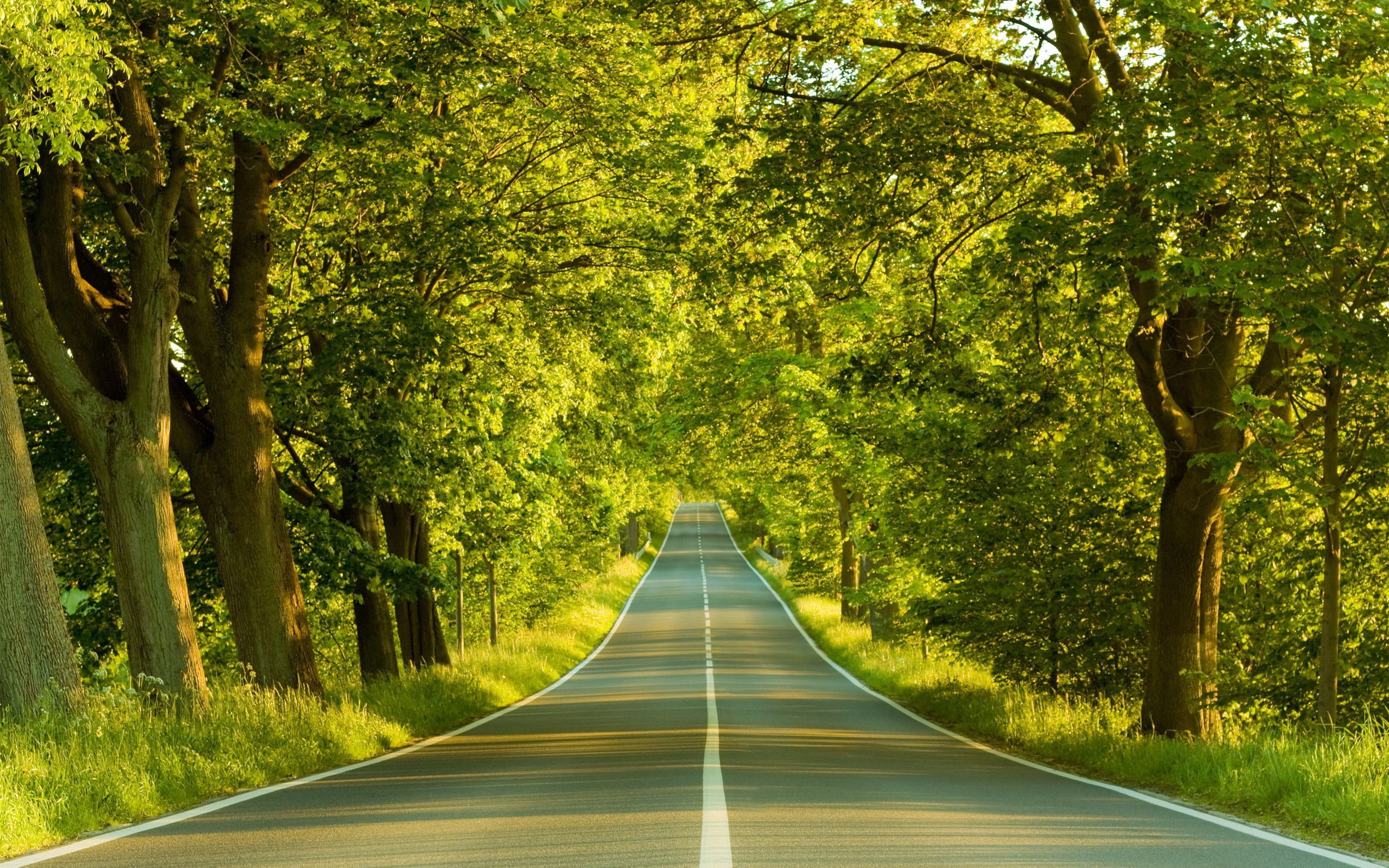 Free download wallpaper Summer, Markup, Nature, Trees, Road, Greens on your PC desktop