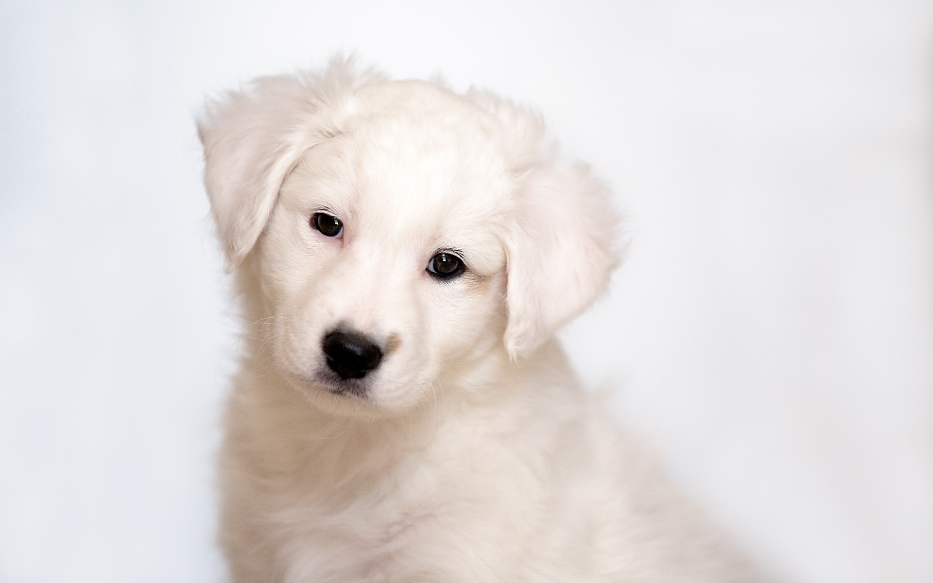 Téléchargez gratuitement l'image Animaux, Chiens, Chiot sur le bureau de votre PC