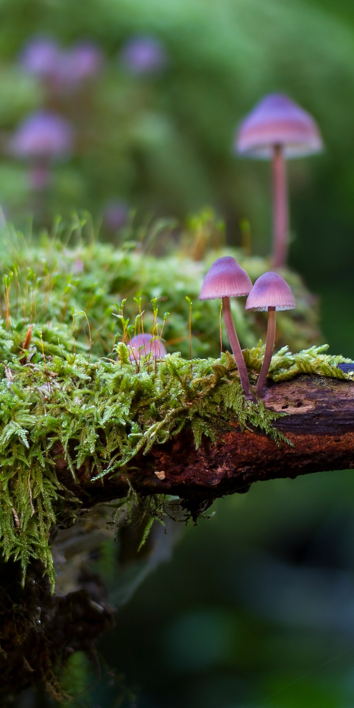 Download mobile wallpaper Nature, Earth, Mushroom, Moss for free.