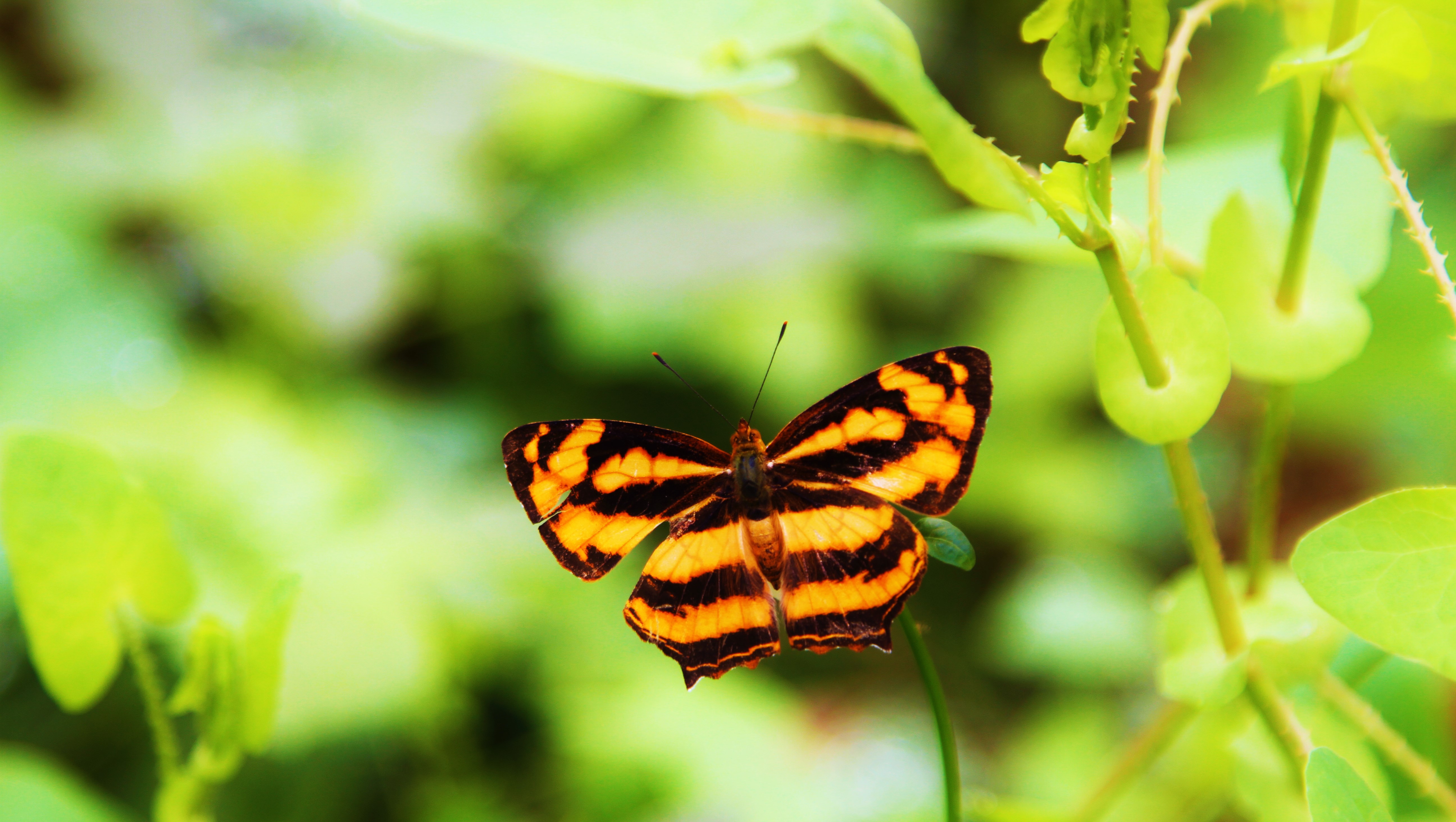 Download mobile wallpaper Plant, Blur, Insect, Butterfly, Animal for free.