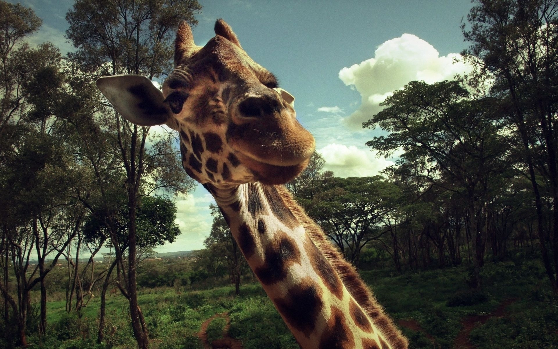 49147 descargar imagen animales, jirafas: fondos de pantalla y protectores de pantalla gratis