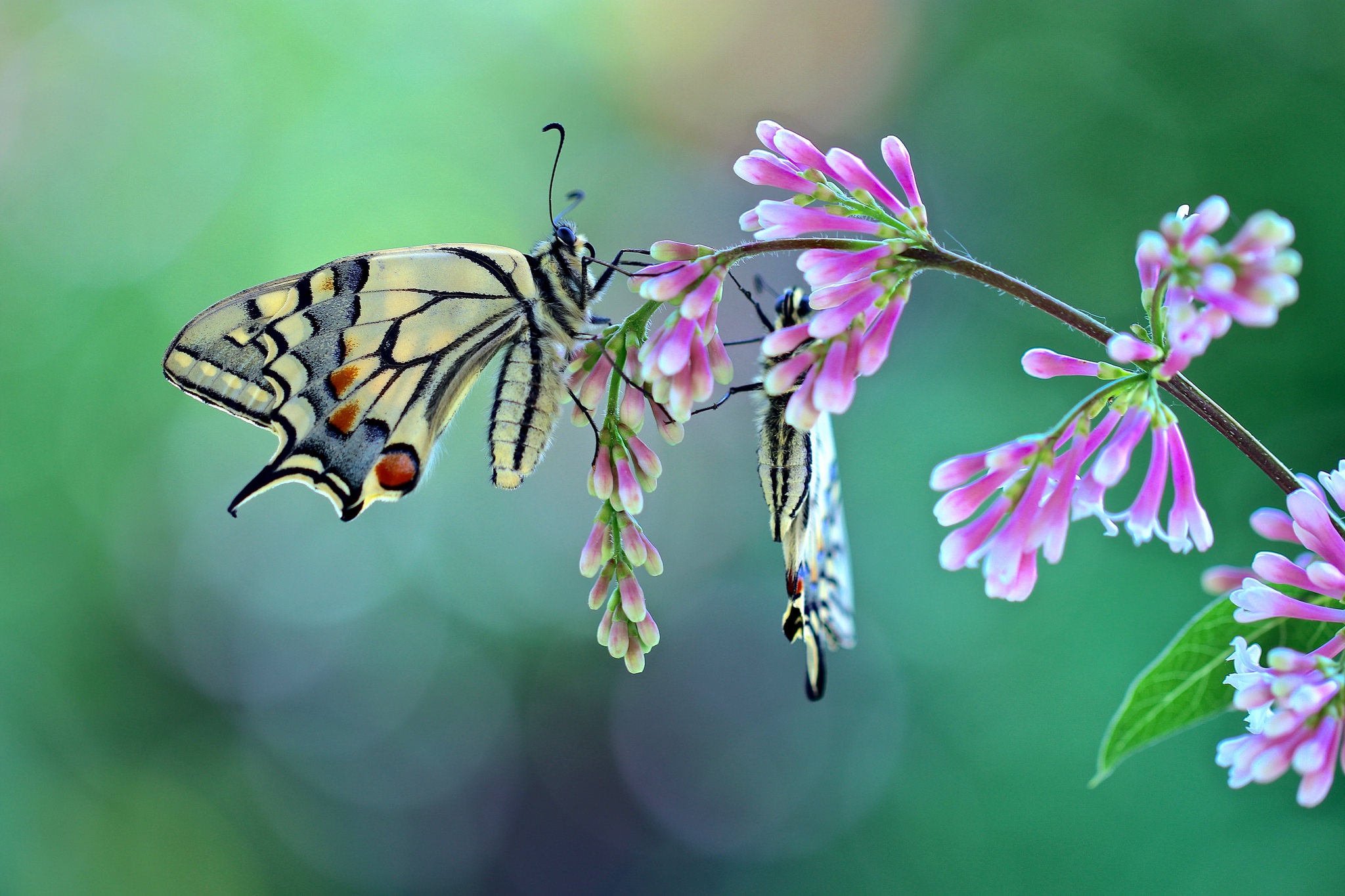 Free download wallpaper Macro, Insect, Butterfly, Animal, Pink Flower on your PC desktop