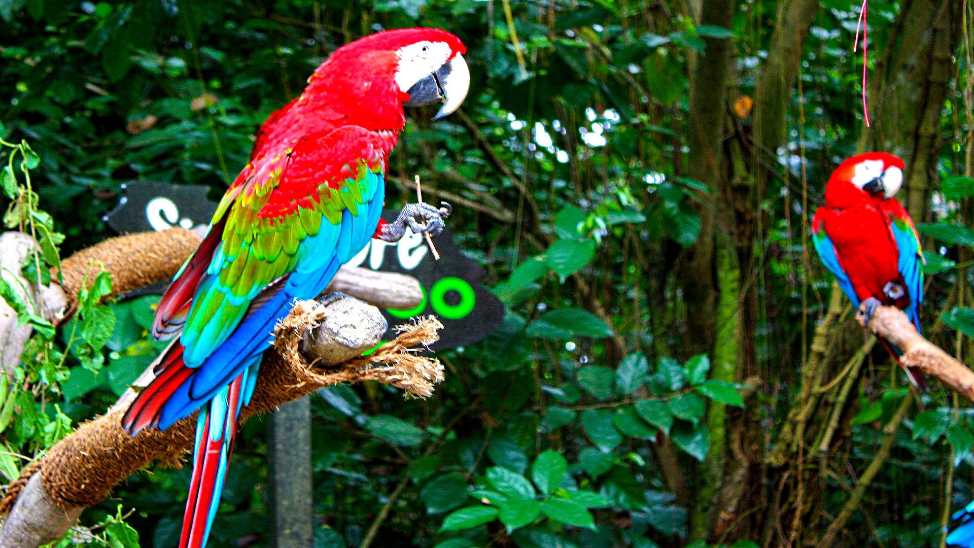 315354 скачать обои животные, красно зеленый ара, птицы - заставки и картинки бесплатно