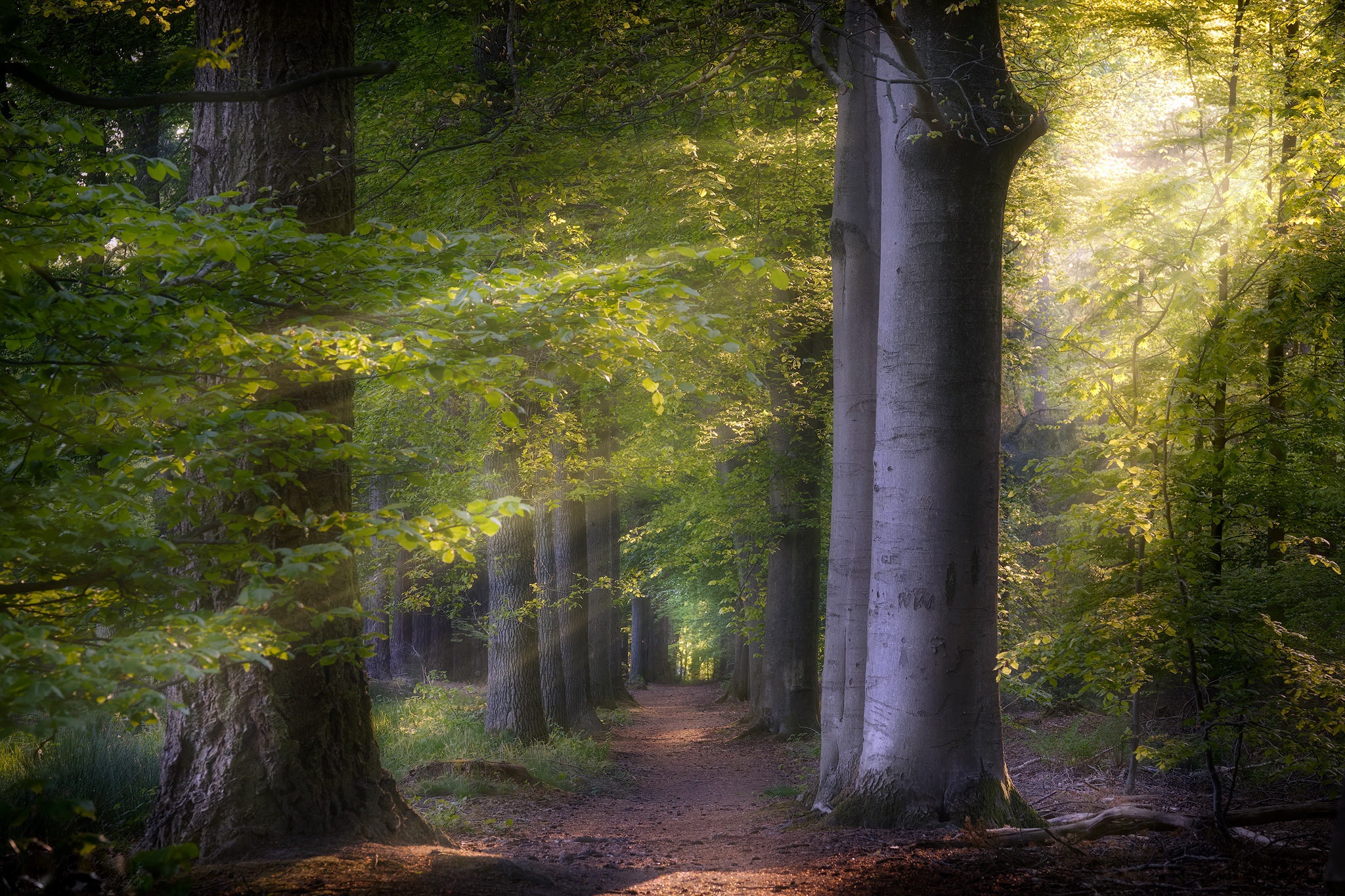 Baixe gratuitamente a imagem Caminho, Floresta, Árvore, Feito Pelo Homem, Raio Solar na área de trabalho do seu PC