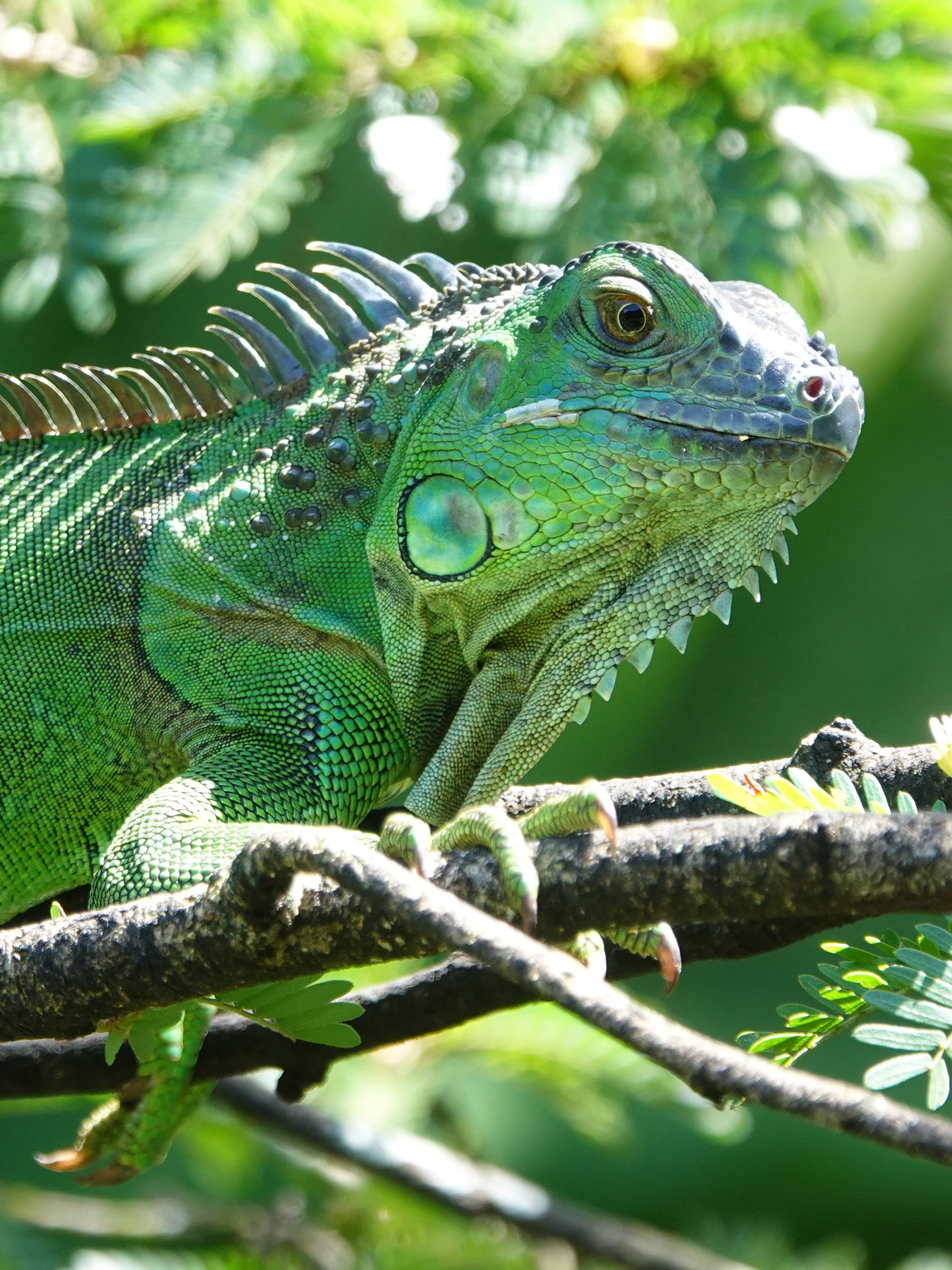 Download mobile wallpaper Animal, Reptile, Reptiles, Iguana for free.