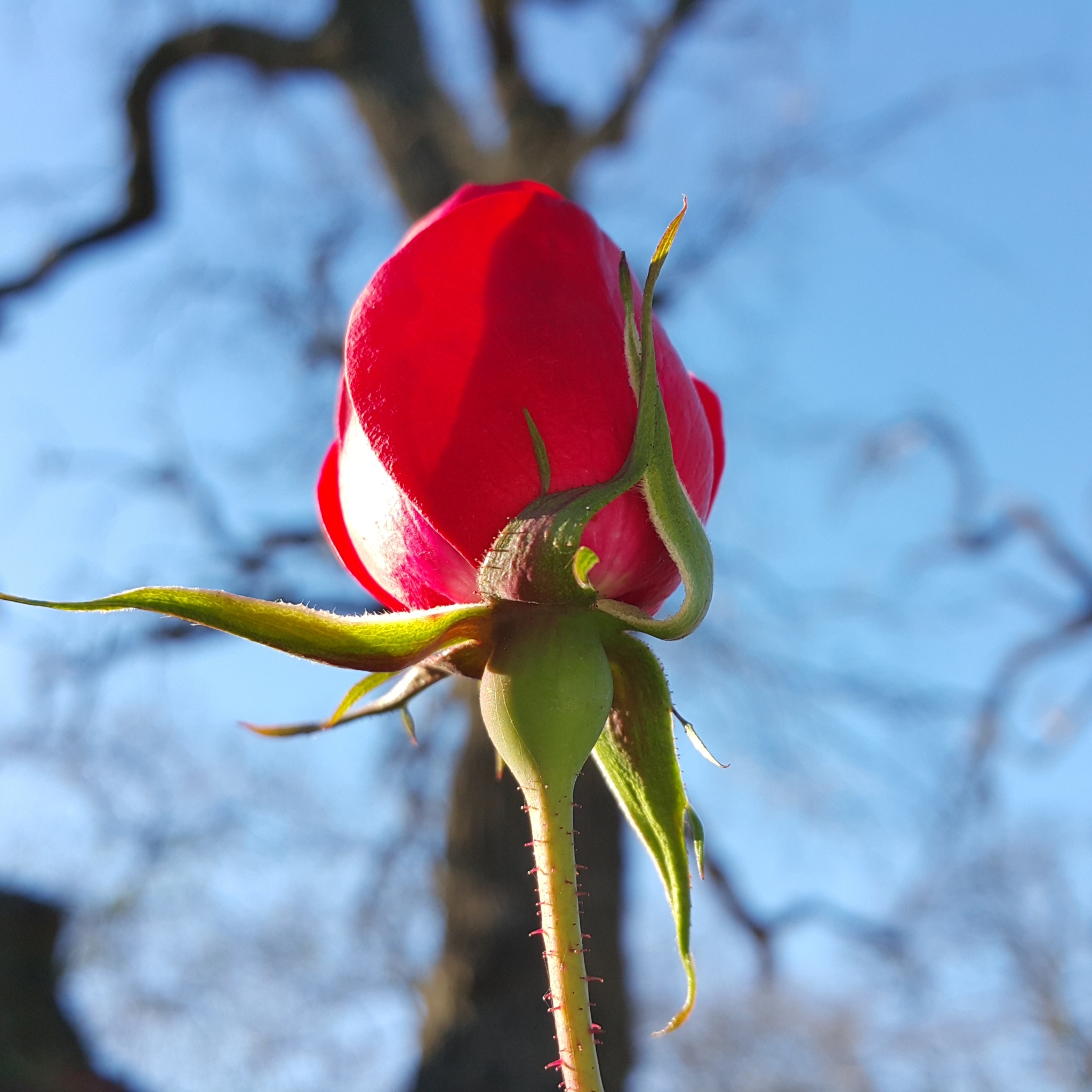 Handy-Wallpaper Blumen, Rose, Erde/natur kostenlos herunterladen.