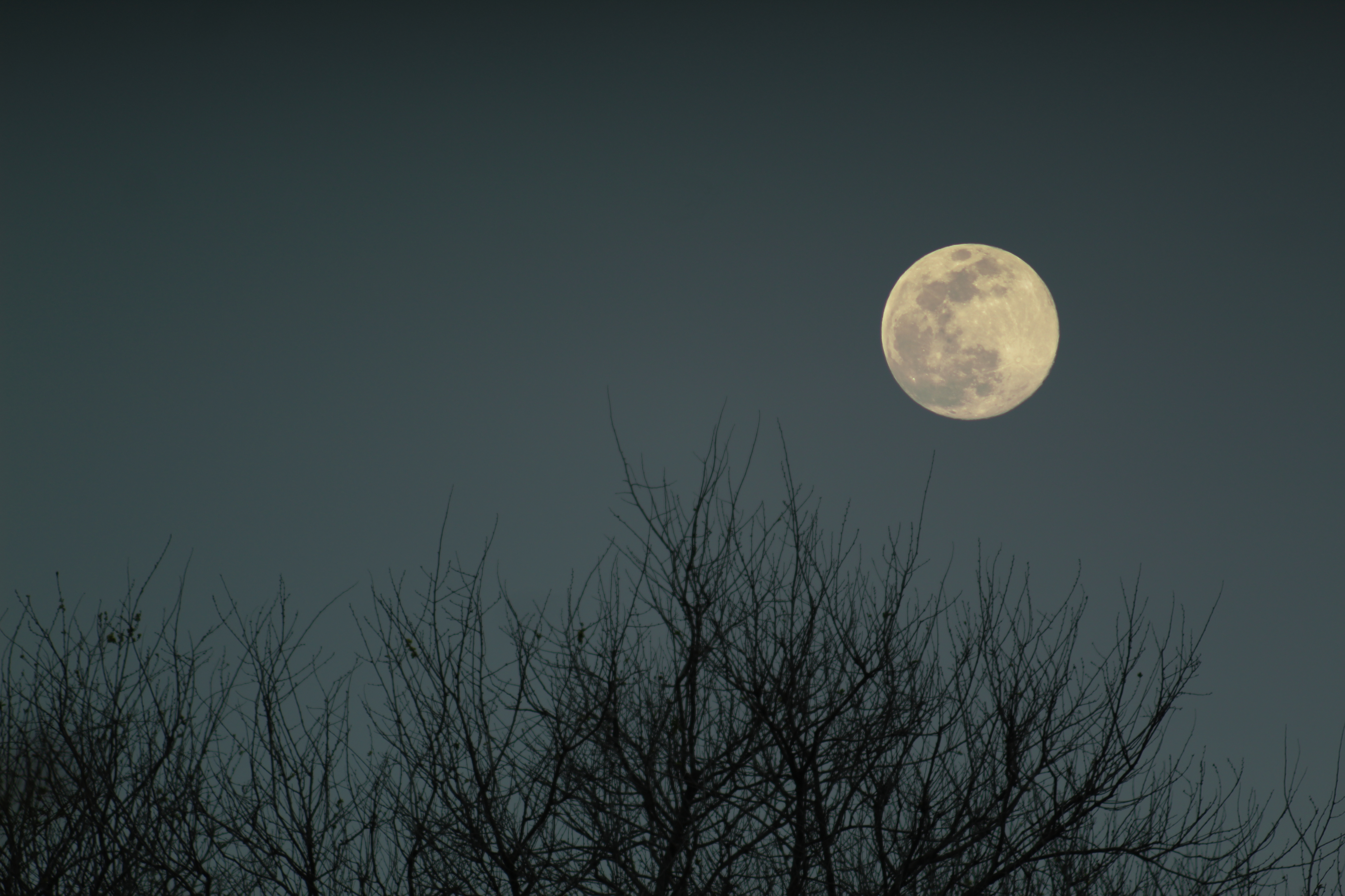 Download mobile wallpaper Branches, Evening, Nature, Bush, Moon for free.