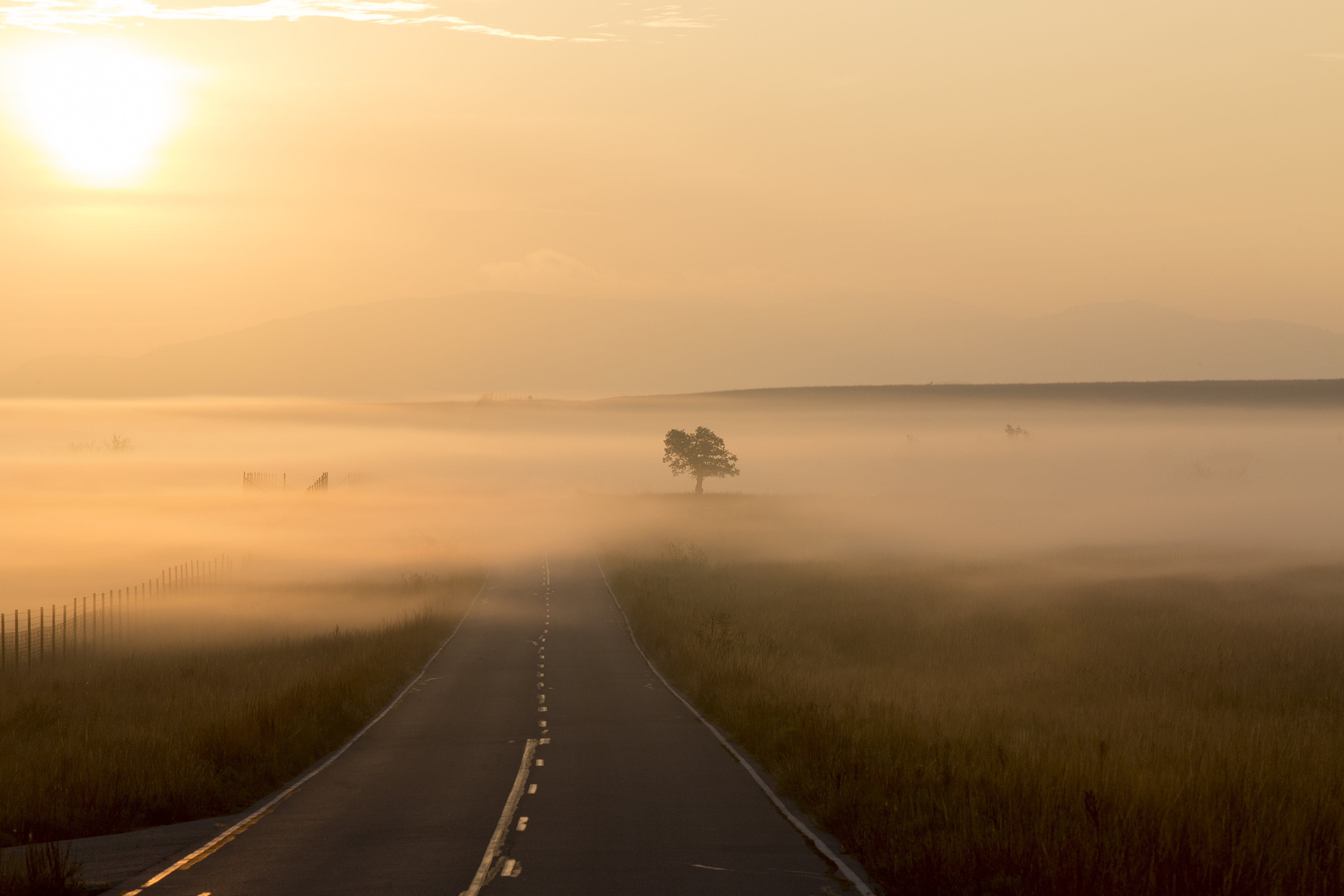 Free download wallpaper Nature, Wood, Road, Tree, Markup, Fog on your PC desktop