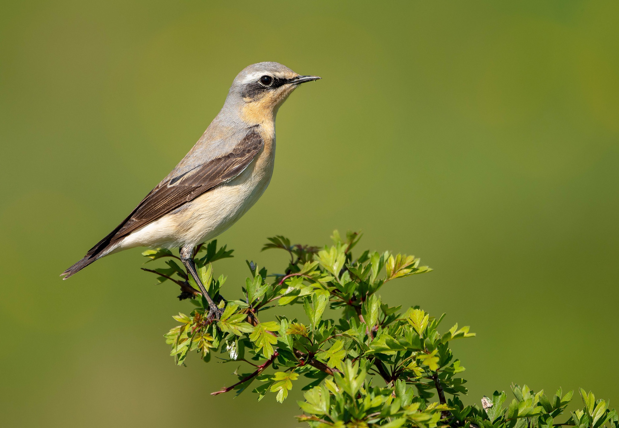 Téléchargez gratuitement l'image Animaux, Oiseau, Des Oiseaux sur le bureau de votre PC