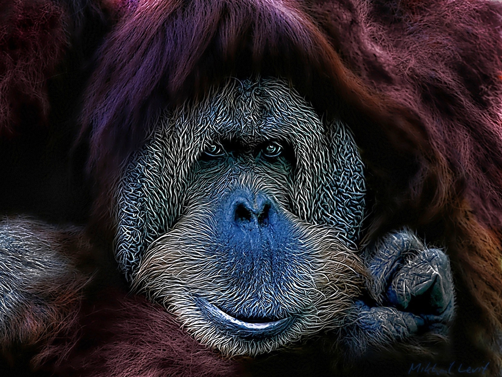 234368 descargar fondo de pantalla animales, pongo, monos: protectores de pantalla e imágenes gratis